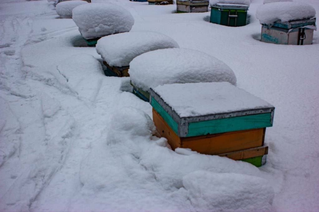 Wintering of bees - My, Nature, Insects, Apiary, Beekeeping, Bees, Winter, beauty of nature, The nature of Russia, Video, Longpost