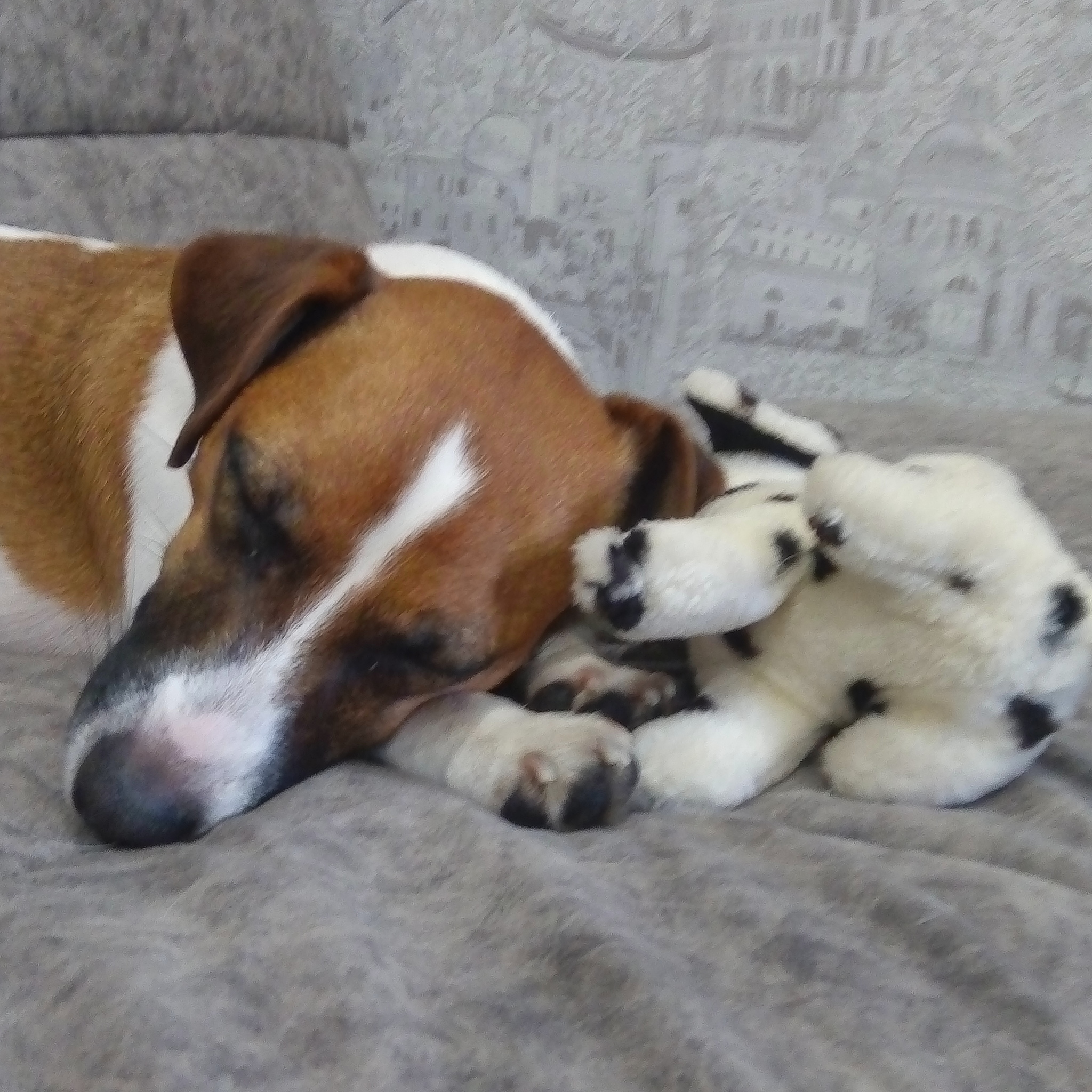 Sweet dream with your favorite toy - Jack Russell Terrier, Dream, Soft toy