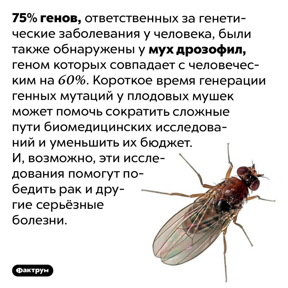 Drink and let's spit on the plates: a selection of interesting facts about flies - Factrum, Informative, A selection, Facts, Insects, Муха, Longpost