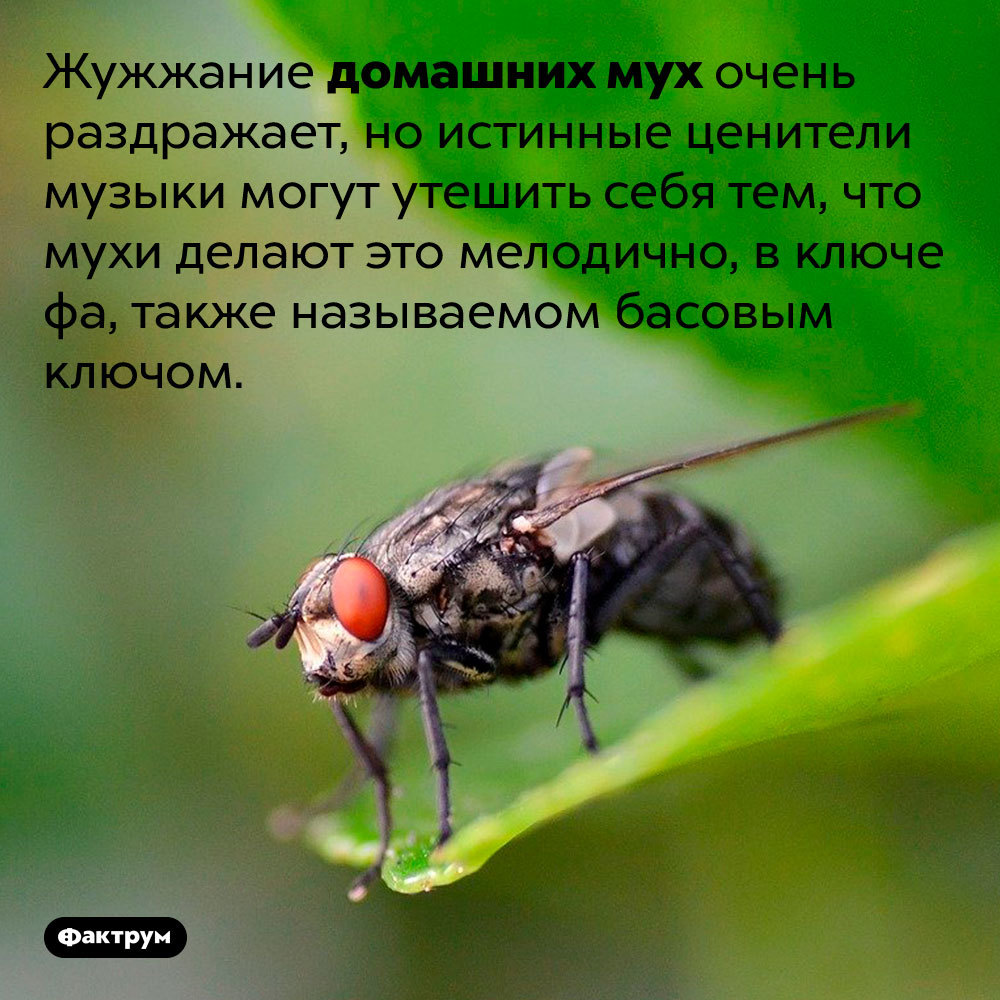 Drink and let's spit on the plates: a selection of interesting facts about flies - Factrum, Informative, A selection, Facts, Insects, Муха, Longpost