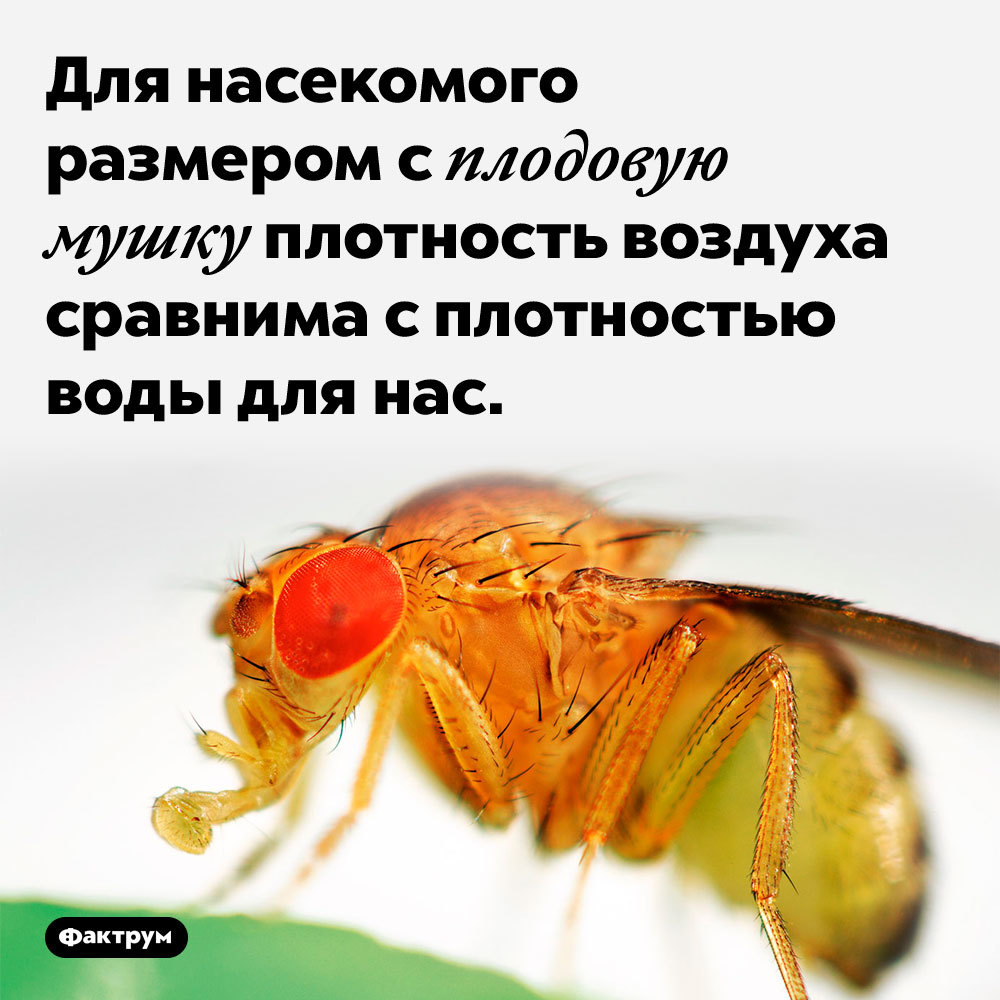 Drink and let's spit on the plates: a selection of interesting facts about flies - Factrum, Informative, A selection, Facts, Insects, Муха, Longpost