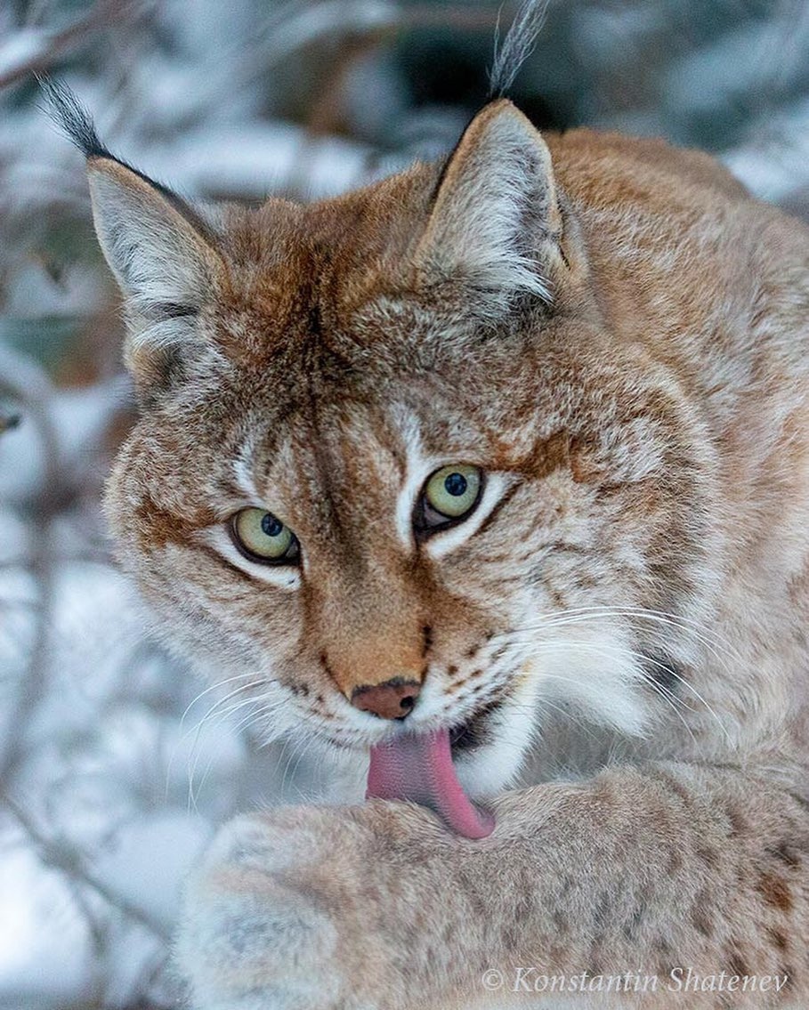 Come up with a signature - Lynx, The photo, Wild animals, Cat family, Animals, wildlife