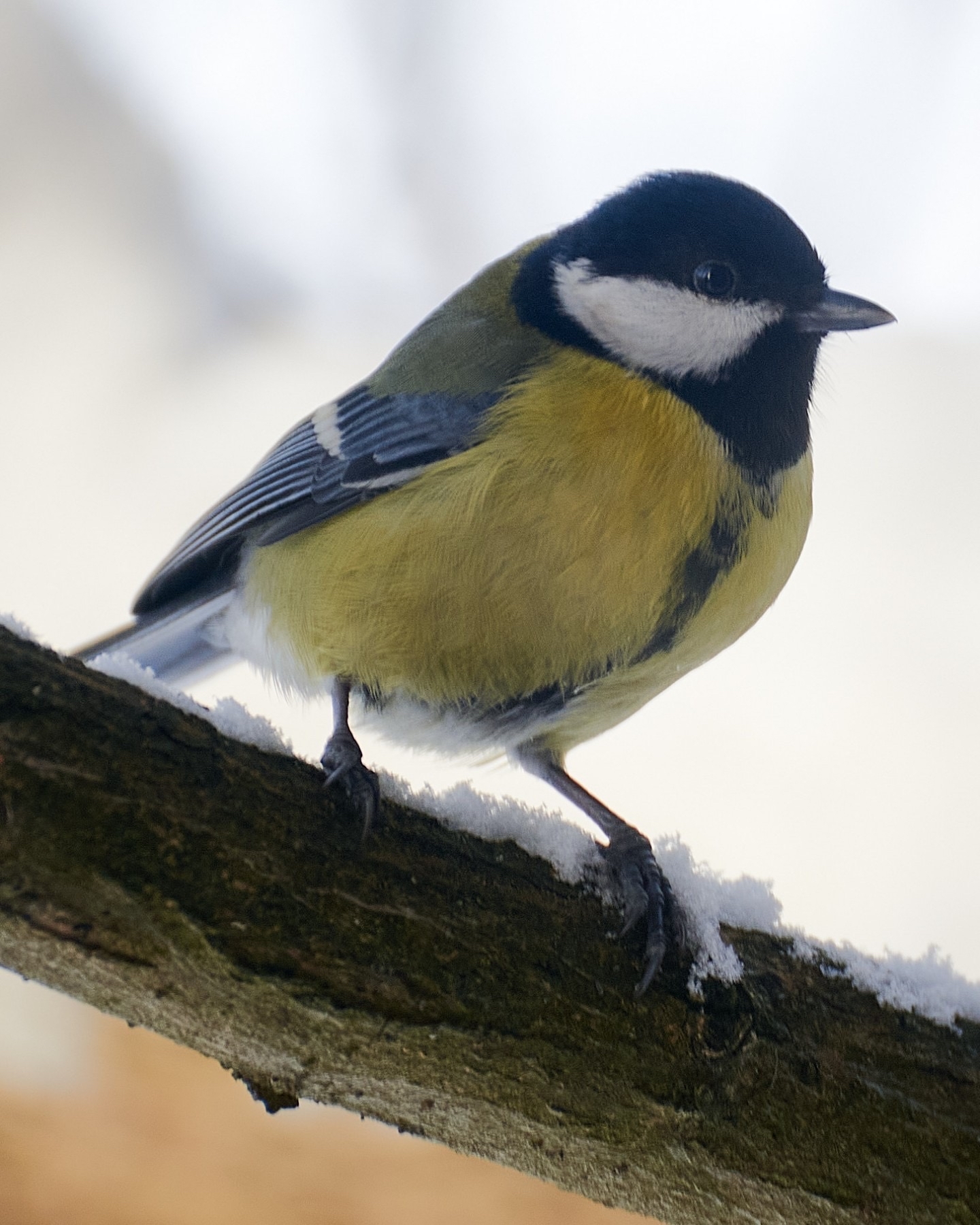 Animal feeding was great. - My, Tit, Birds, Trough, Feeding, Bullfinches, Longpost