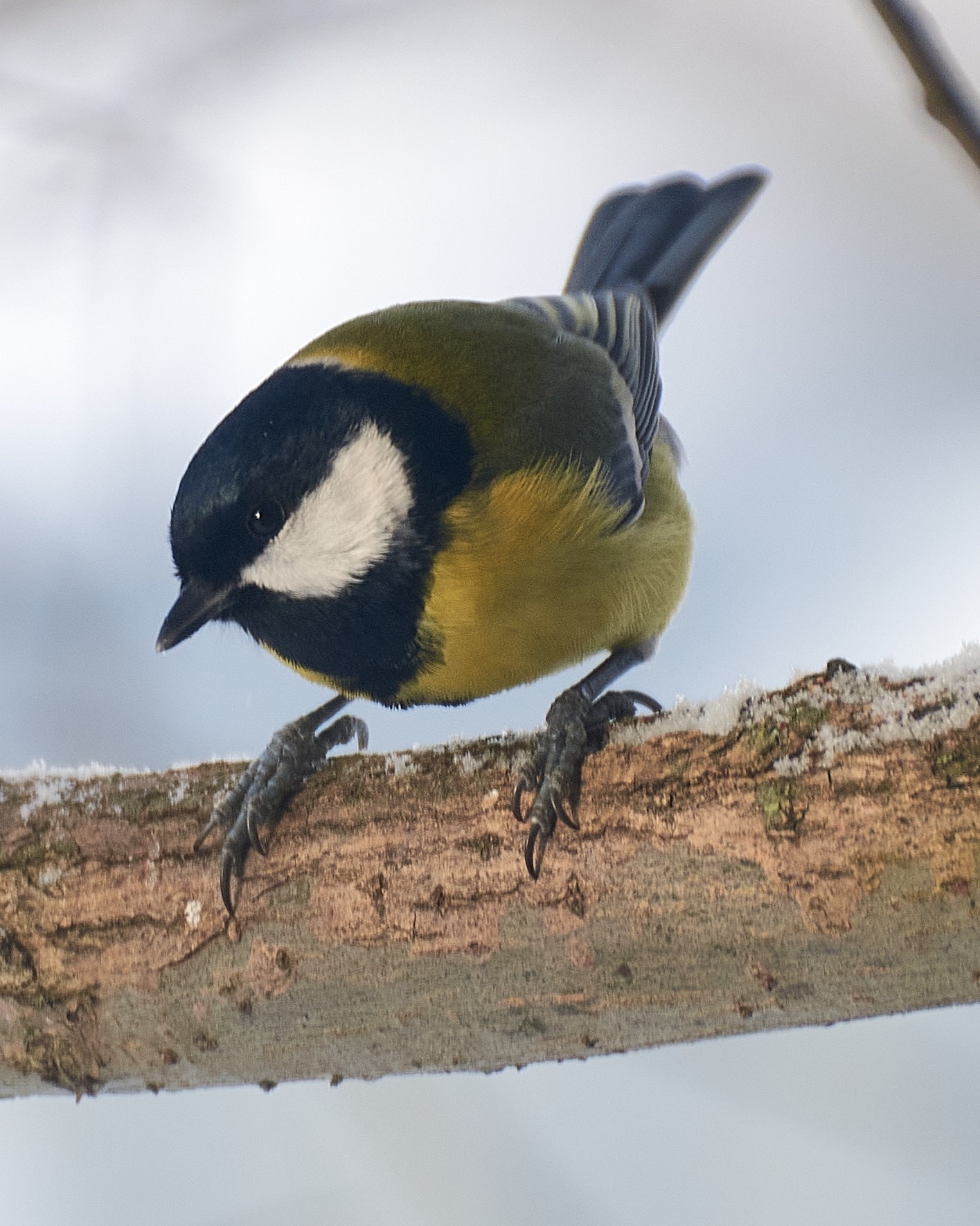 Animal feeding was great. - My, Tit, Birds, Trough, Feeding, Bullfinches, Longpost