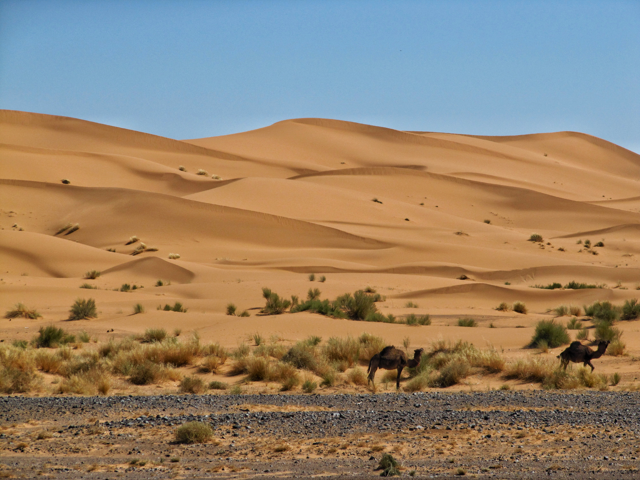 Only ears would reach the couch. Morocco. Stones - My, Africa, Morocco, Casablanca, Race, Desert, ATV, Travels, Adventures, A rock, Dune, Dunes, Memories, Travelers, Life stories, Story, Rally, Rally Raids, Longpost