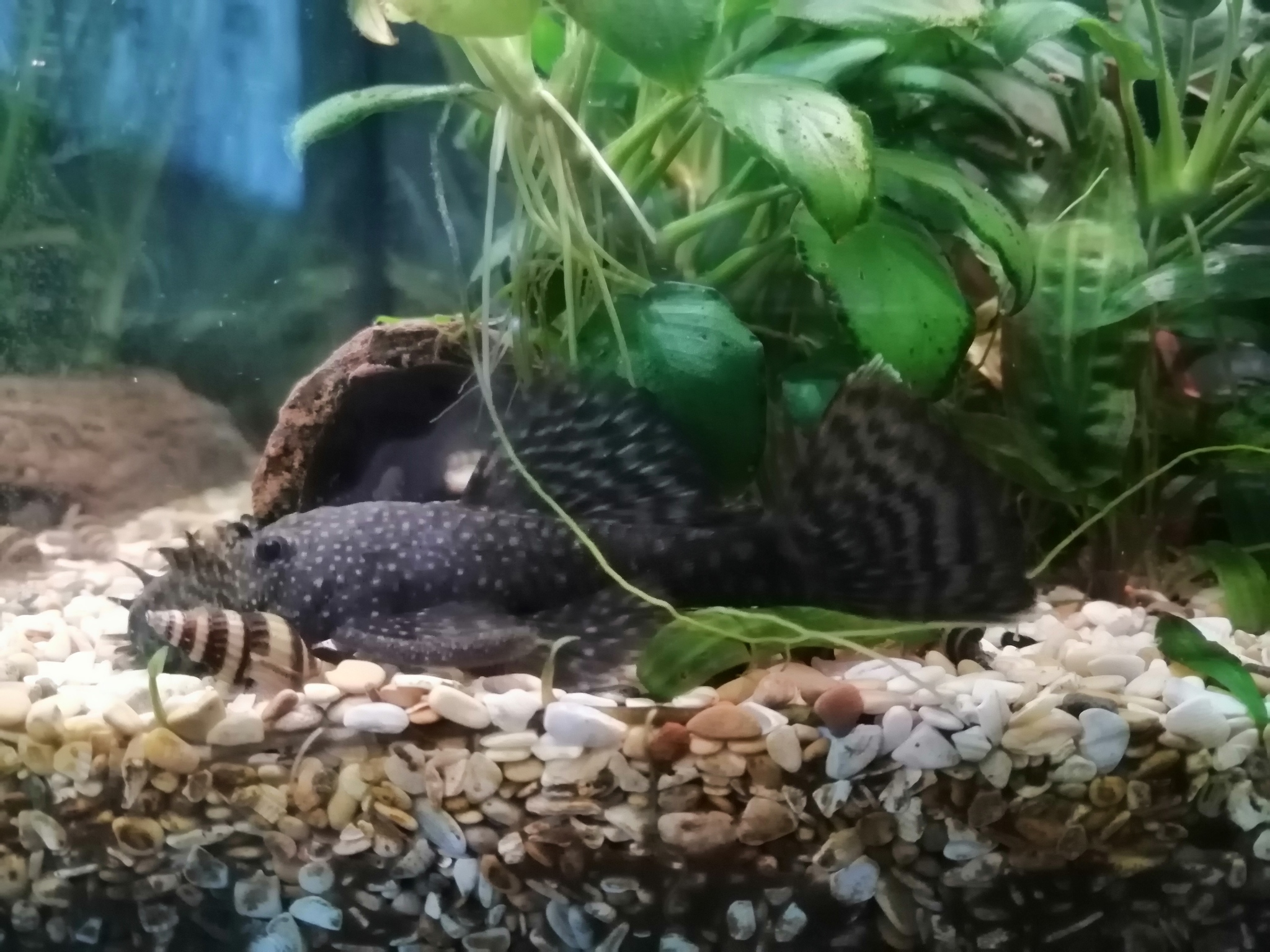 Lazy Aquarium - My, Aquarium, Aquarium fish, Longpost