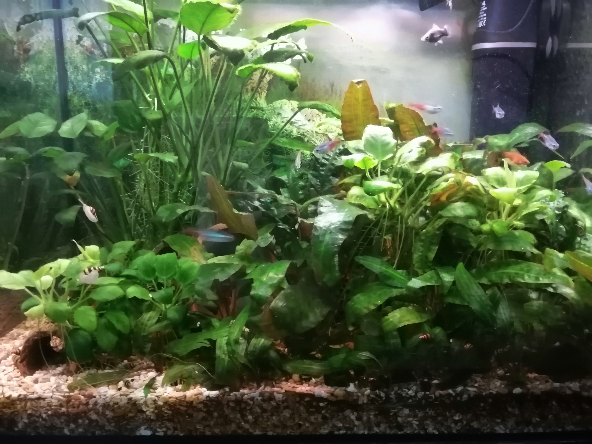 Lazy Aquarium - My, Aquarium, Aquarium fish, Longpost