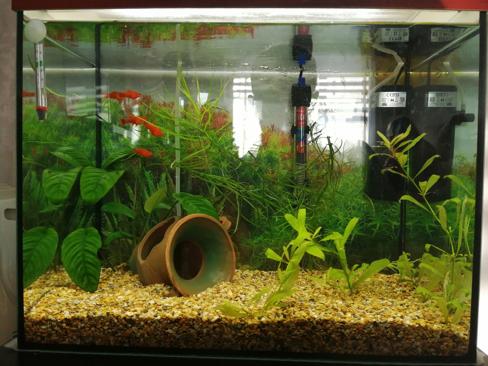 Lazy Aquarium - My, Aquarium, Aquarium fish, Longpost