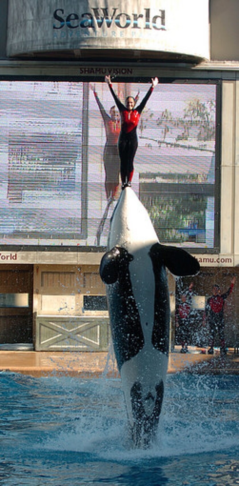 Captive killer whale Tilikum looks at its trainers - Seaworld, Aquarium, Killer whale, Longpost