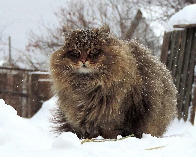 Сибирская кошка: Наш ответ мейн-куну. Русский вариант морозостойкой  сверхпушистой породы | Пикабу