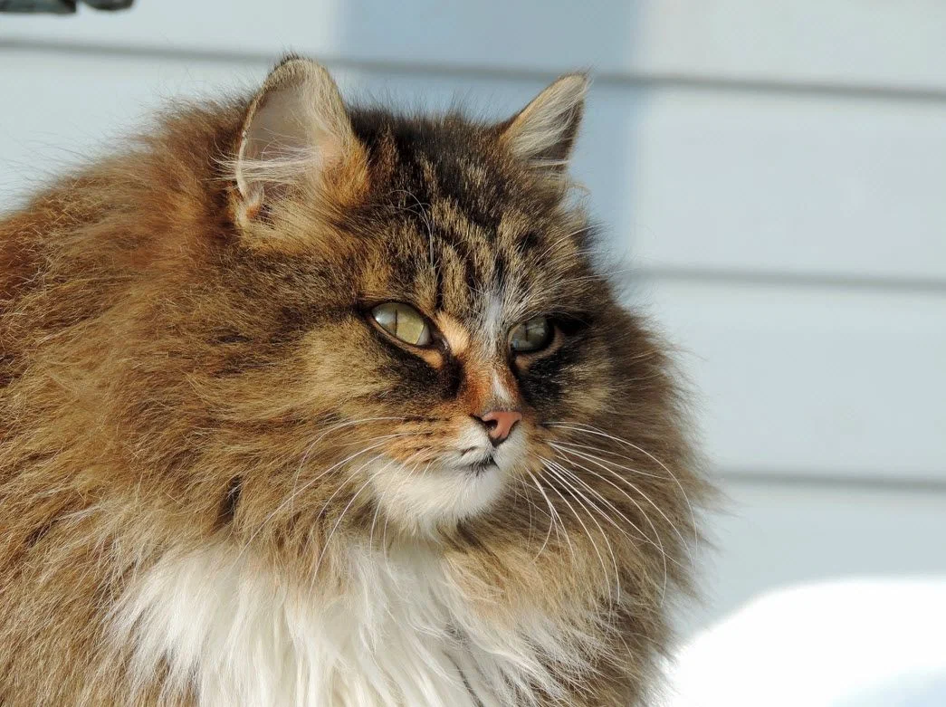 Siberian Cat: Our Answer to the Maine. Russian version of the frost-resistant ultra-fluffy rock - Siberian cat, Animals, Pets, Animal book, Yandex Zen, Longpost, cat