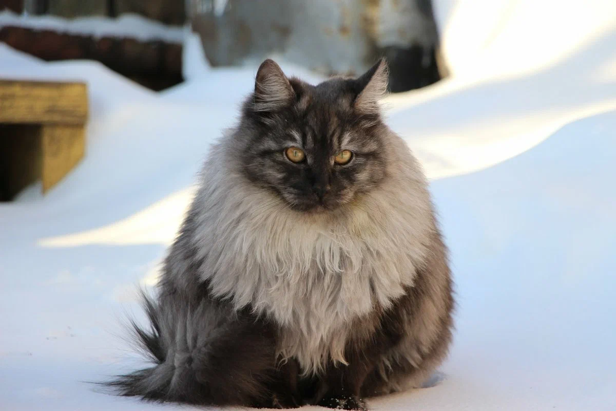 Siberian Cat: Our Answer to the Maine. Russian version of the frost-resistant ultra-fluffy rock - Siberian cat, Animals, Pets, Animal book, Yandex Zen, Longpost, cat