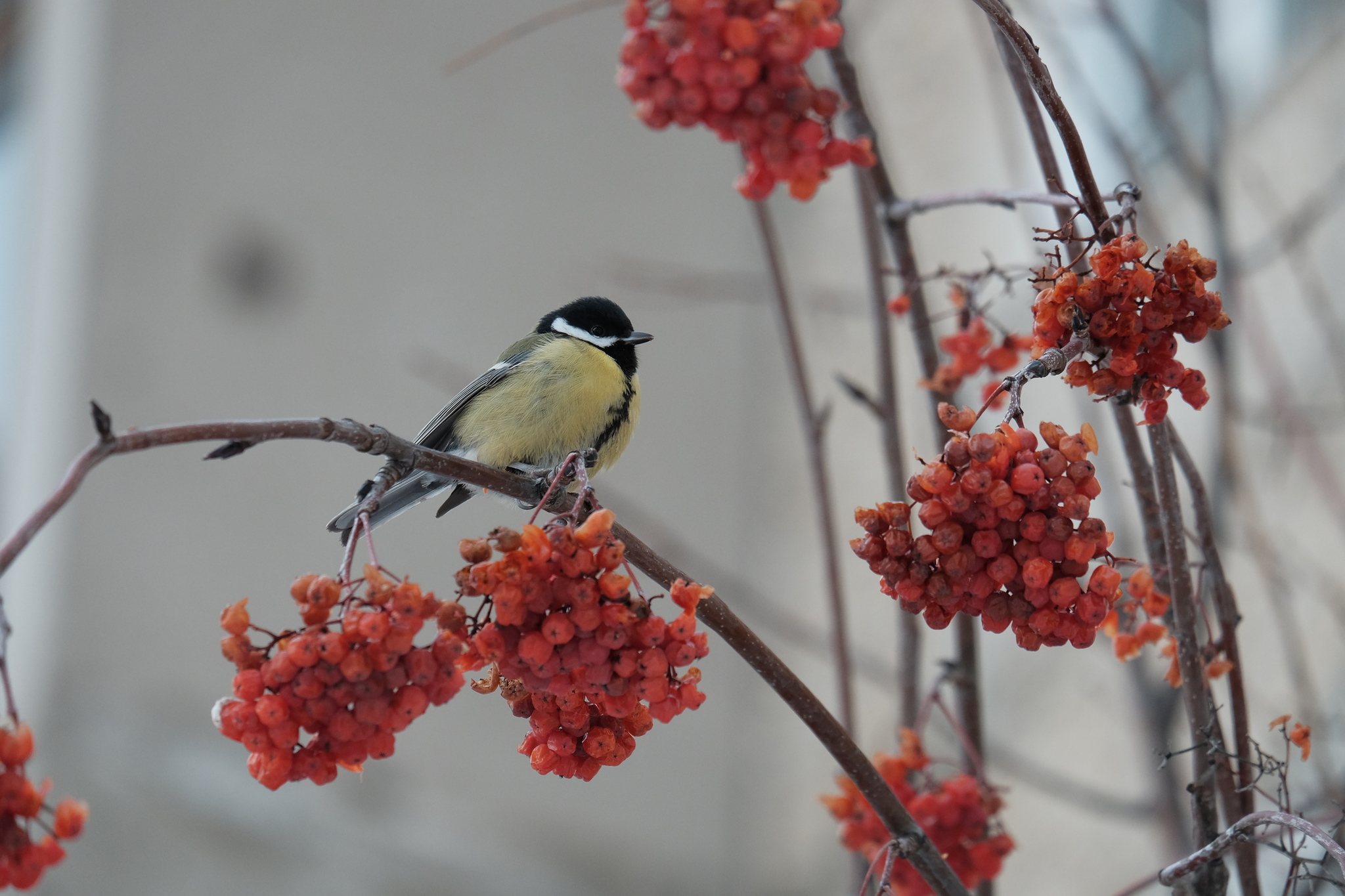 Titmouse - My, The photo, Birds, Ornithology, Longpost