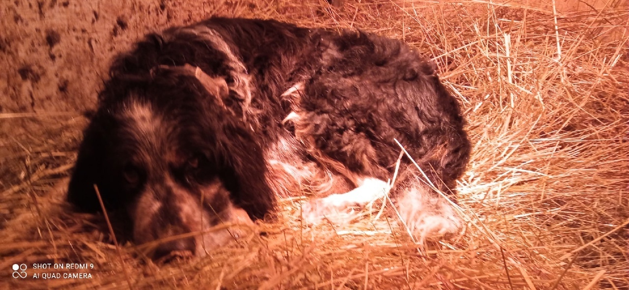 Continuation of the post In the forest in Lyuban (Leningrad region) people found an emaciated spaniel, moving with difficulty. Now they are loading in a sleigh. Whose dog? - My, I will give, Dog, In good hands, Vertical video, No rating, Saint Petersburg, Leningrad region, Spaniel, Reply to post, Longpost