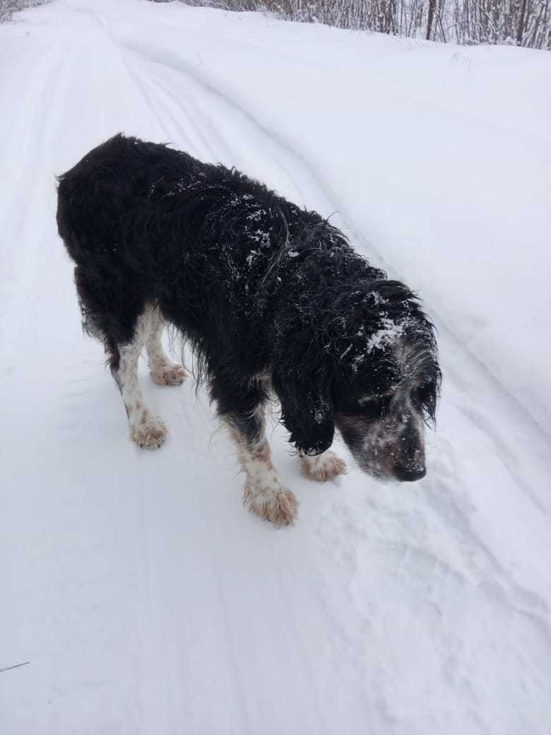 Continuation of the post In the forest in Lyuban (Leningrad region) people found an emaciated spaniel, moving with difficulty. Now they are loading in a sleigh. Whose dog? - My, I will give, Dog, In good hands, Vertical video, No rating, Saint Petersburg, Leningrad region, Spaniel, Reply to post, Longpost