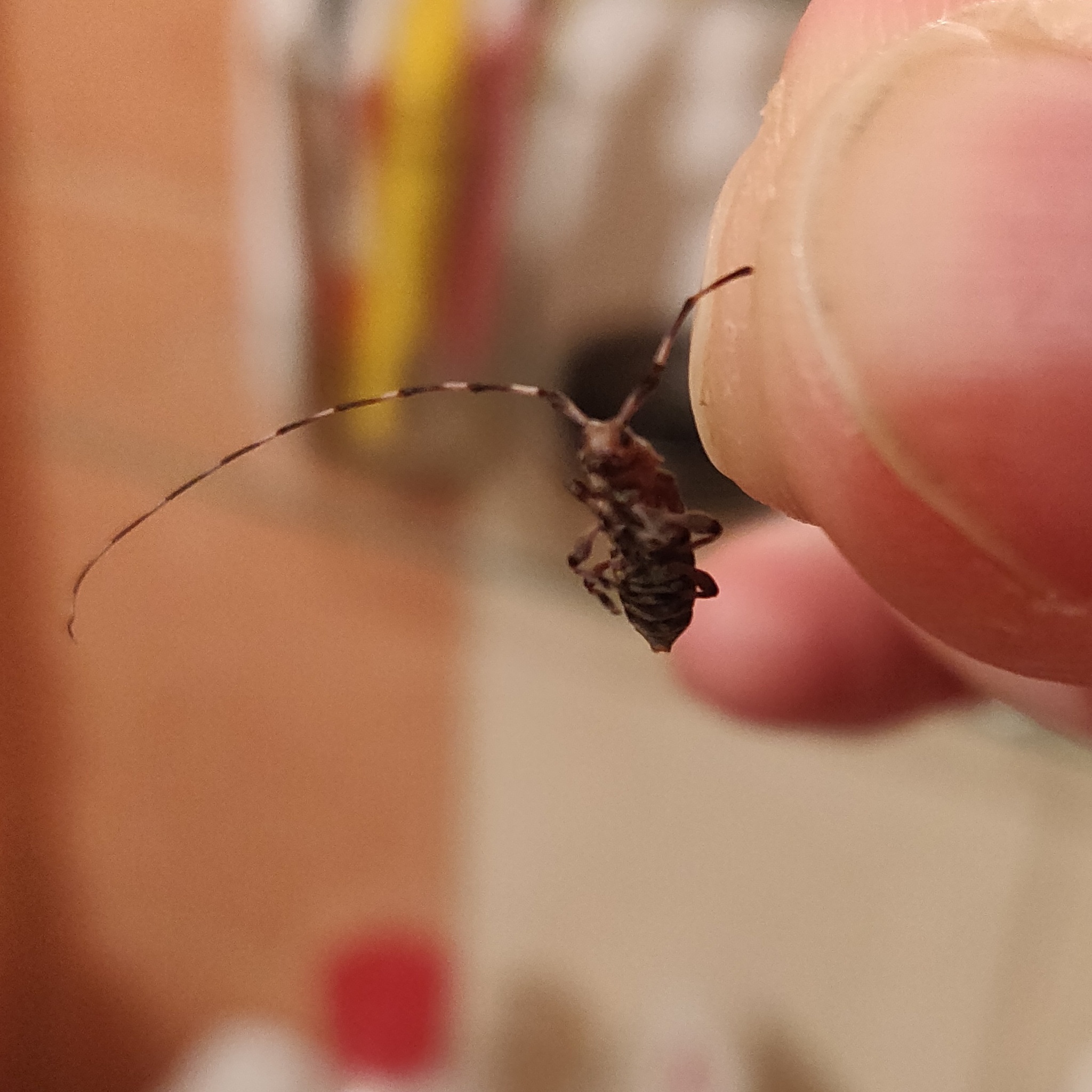 Кладки насекомых в квартире