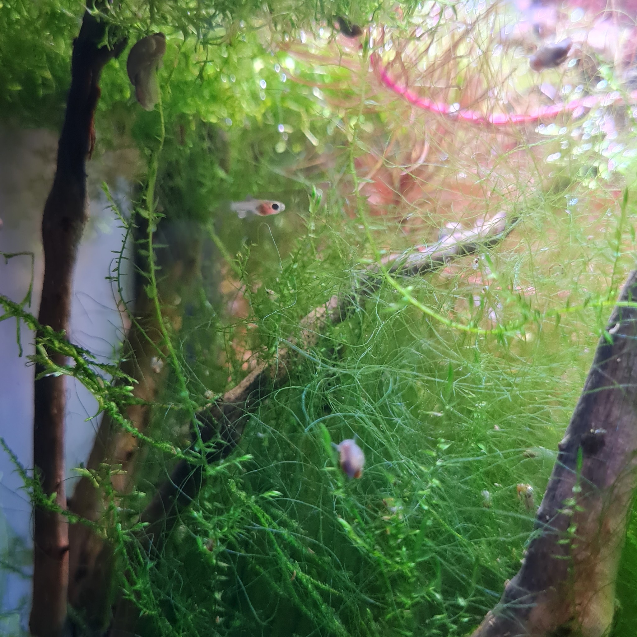 Cherry shrimp - My, Aquarium, Shrimps, Mobile photography, Aquarium, Longpost