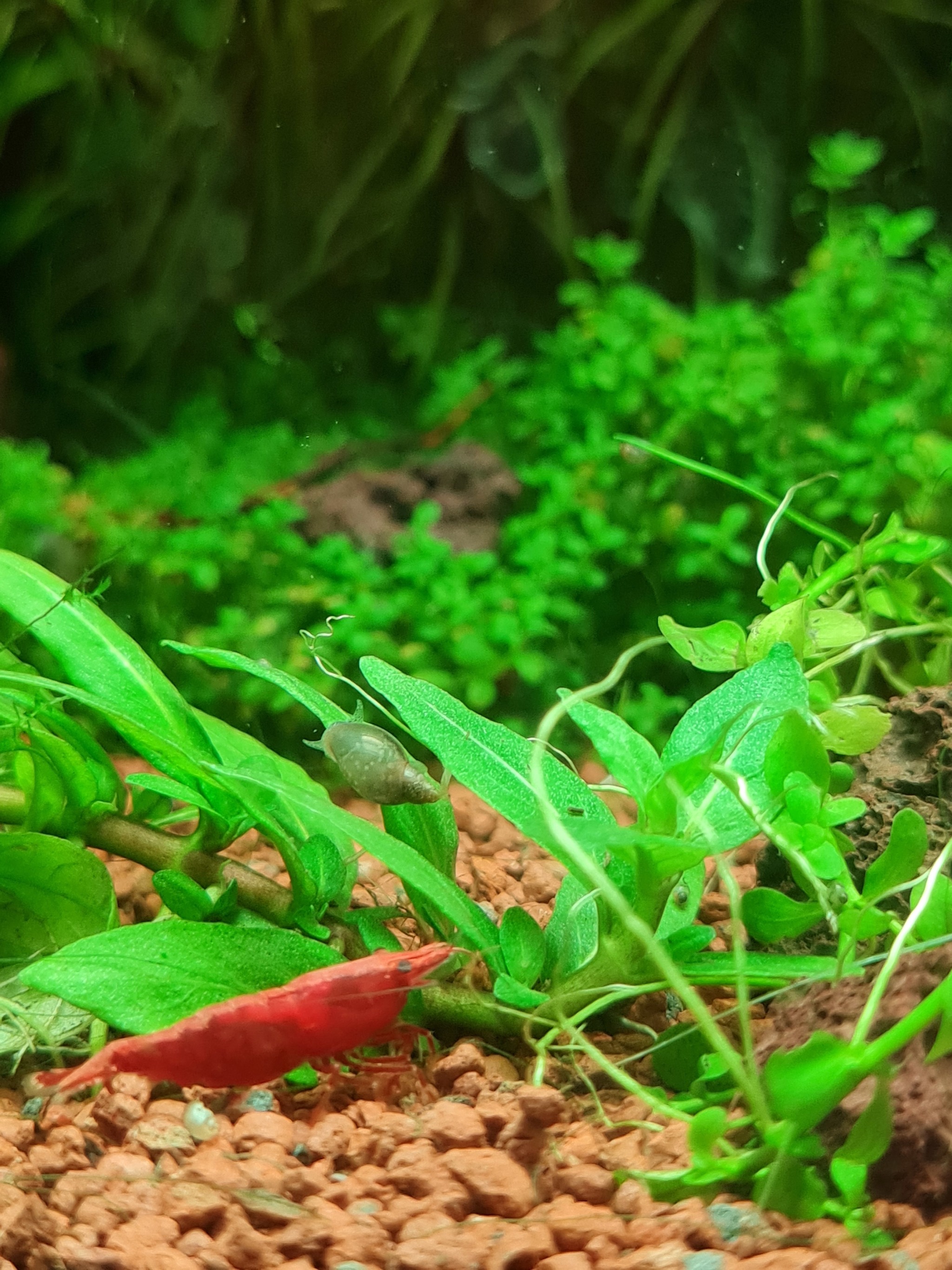 Cherry shrimp - My, Aquarium, Shrimps, Mobile photography, Aquarium, Longpost