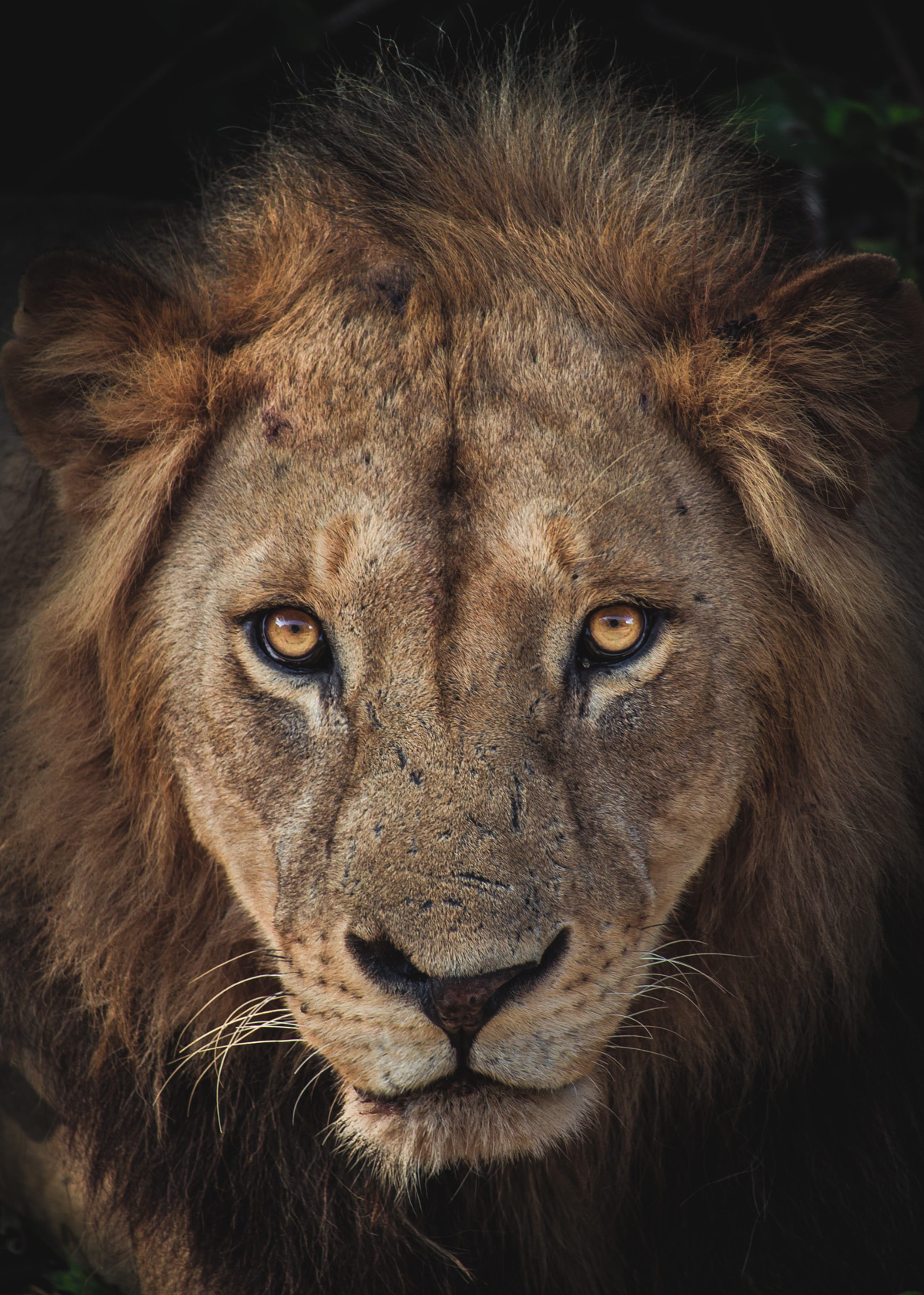 Portrait of a Lion - a lion, Big cats, Cat family, Predatory animals, Wild animals, wildlife, National park, Africa, The photo, Portrait