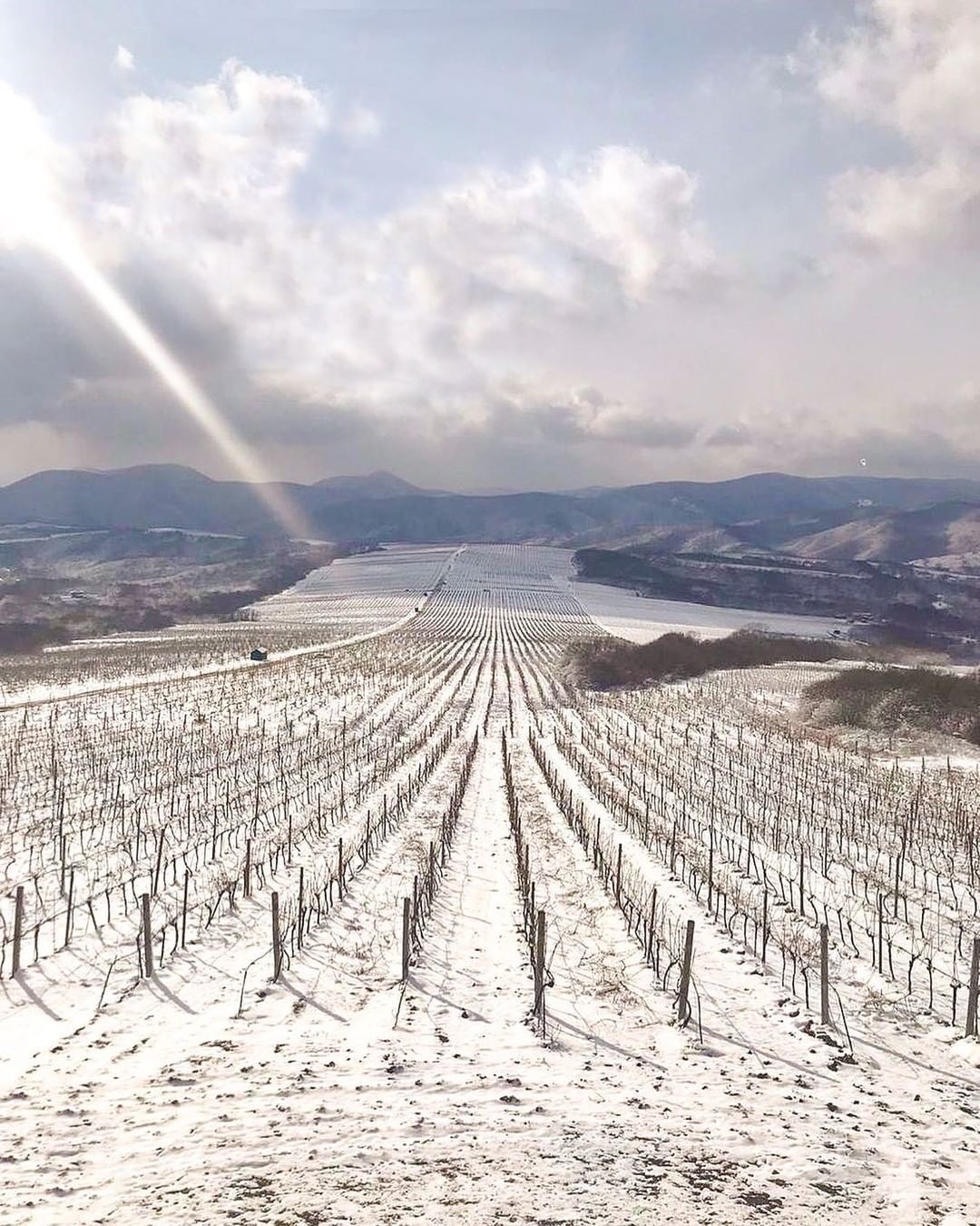 Winter in the vineyards of Russia - My, Russia, The nature of Russia, Wine, Longpost, Vineyard