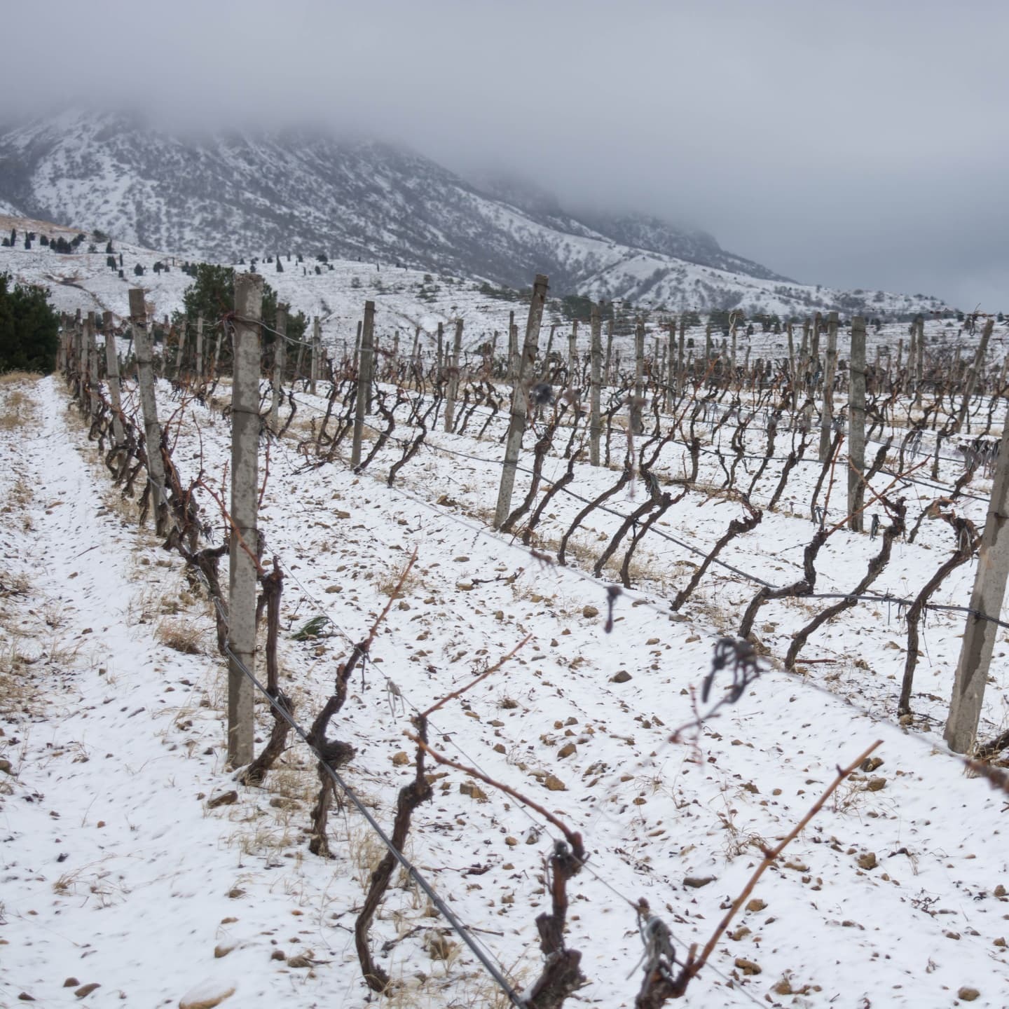 Winter in the vineyards of Russia - My, Russia, The nature of Russia, Wine, Longpost, Vineyard