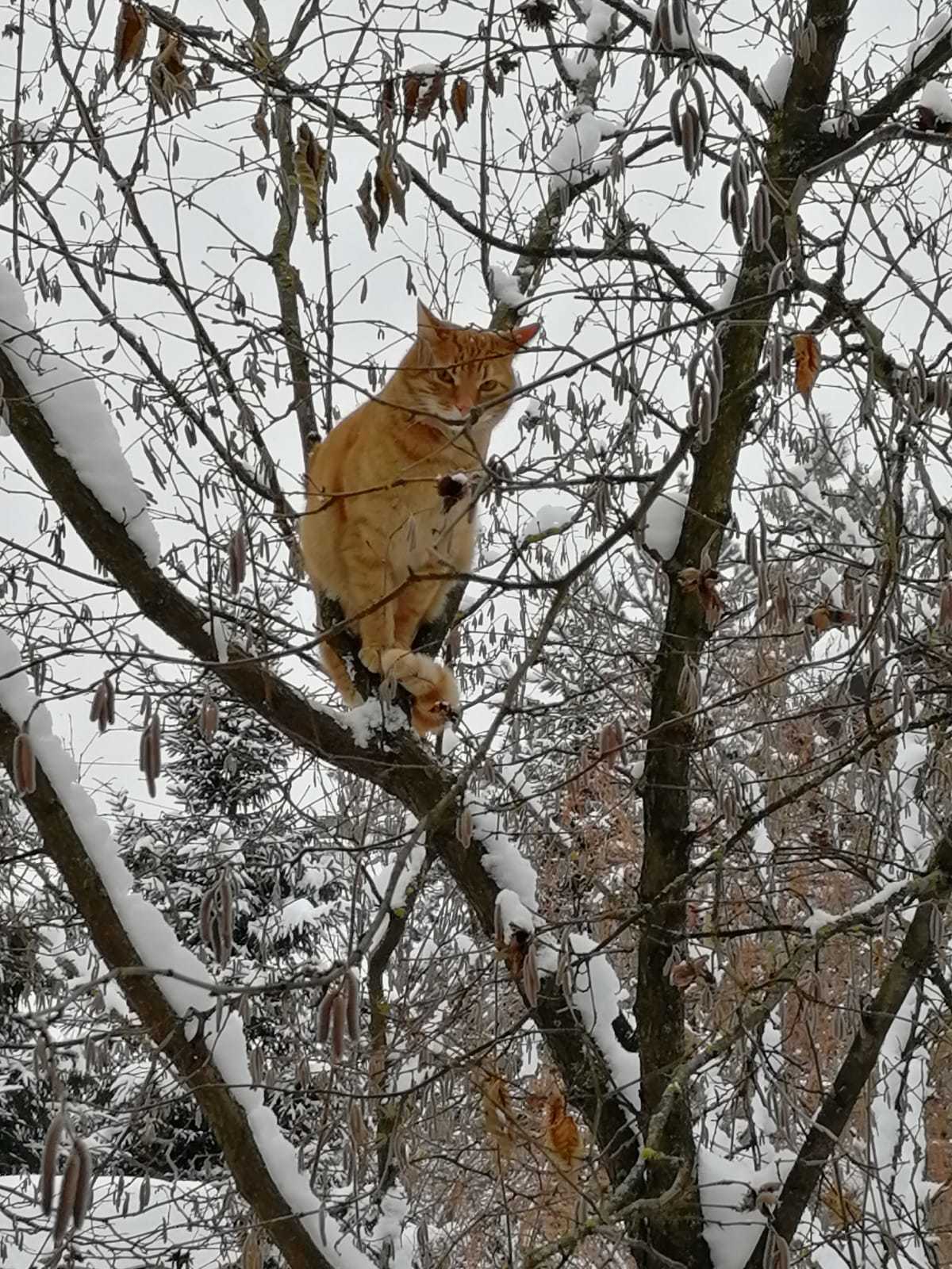 Скоро весна. Коты прилетели... - Моё, Кот, Мобильная фотография, Фотография, Уличная фотография