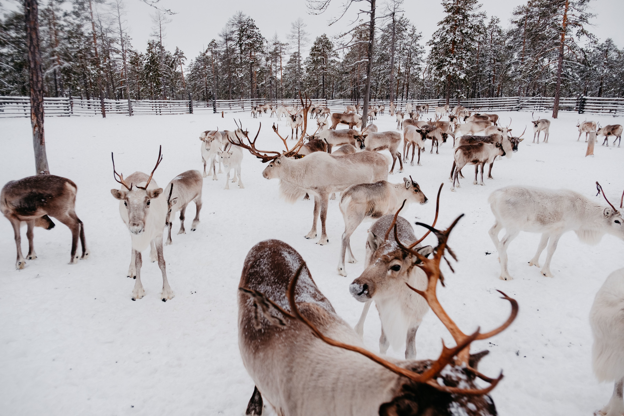 Journey to the Hunts Reindeer Herders - My, Travels, Travel across Russia, Khanty, Tourism, Туристы, sights, Longpost