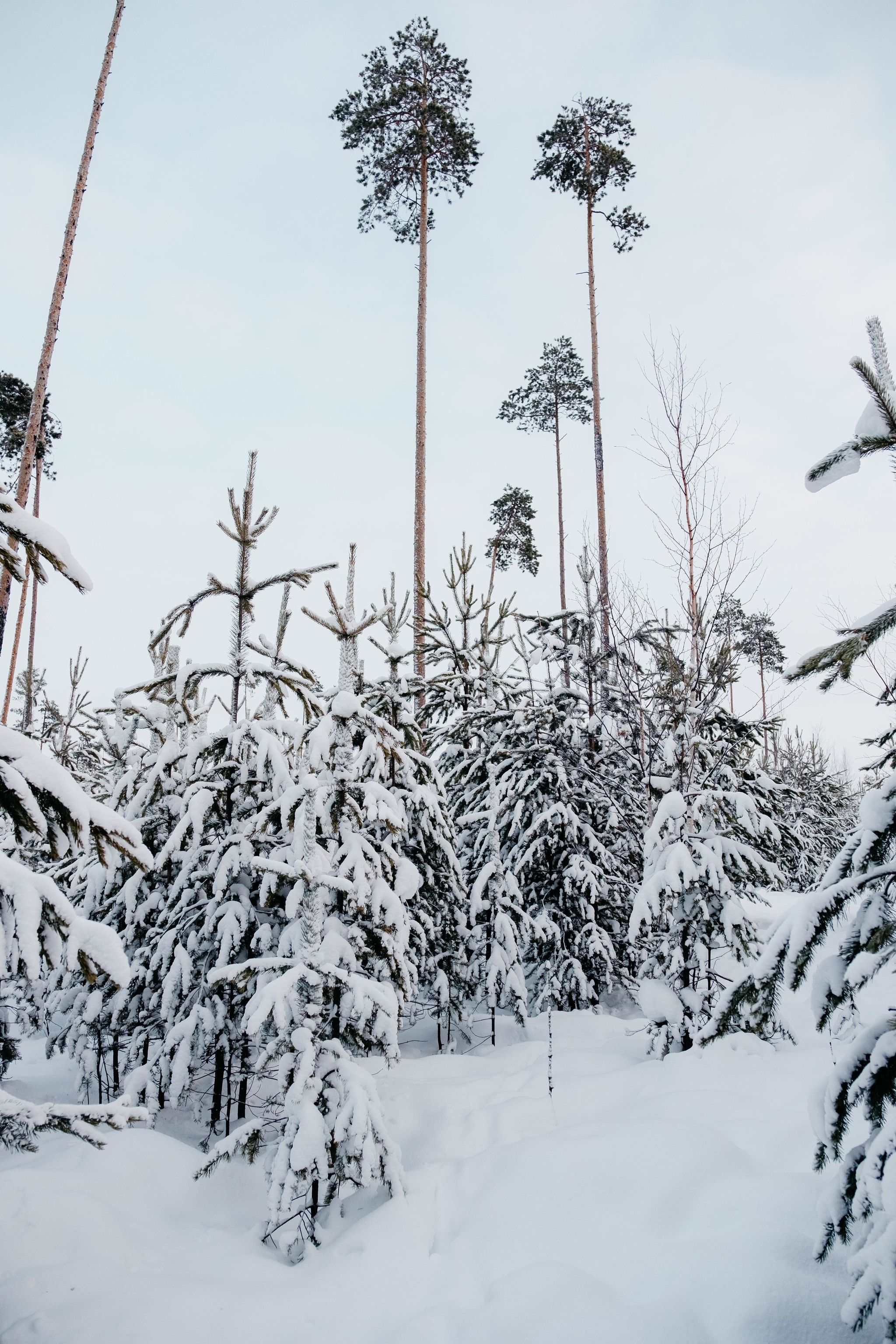 Onions-Yaun and Siberian palm trees - My, Travel across Russia, Tourism, Khanty, Travels, Reindeer, Deer, Camp, Longpost