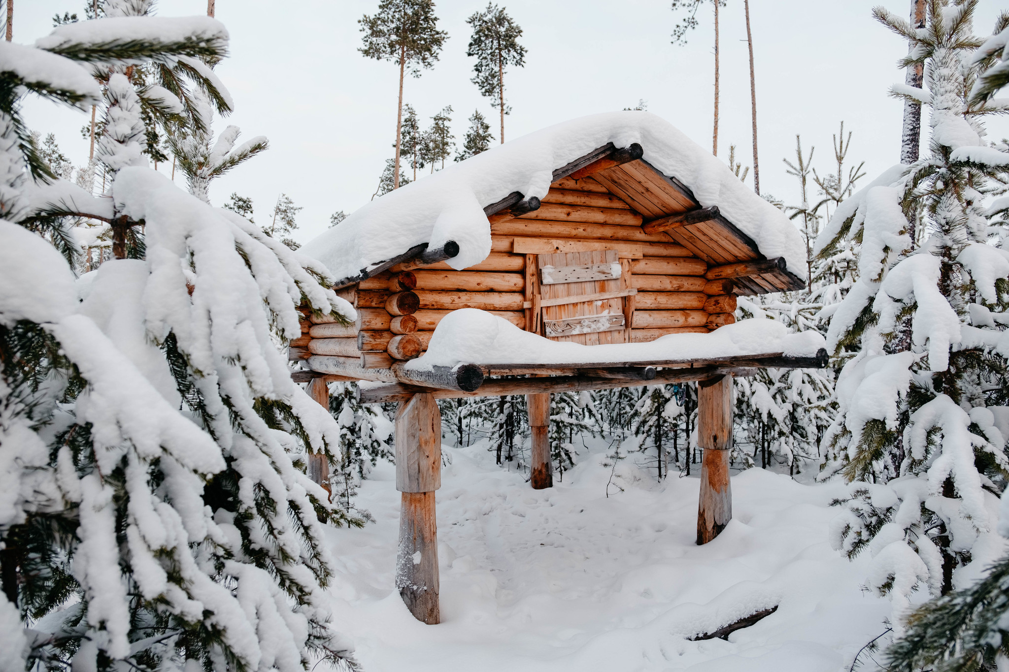 Onions-Yaun and Siberian palm trees - My, Travel across Russia, Tourism, Khanty, Travels, Reindeer, Deer, Camp, Longpost