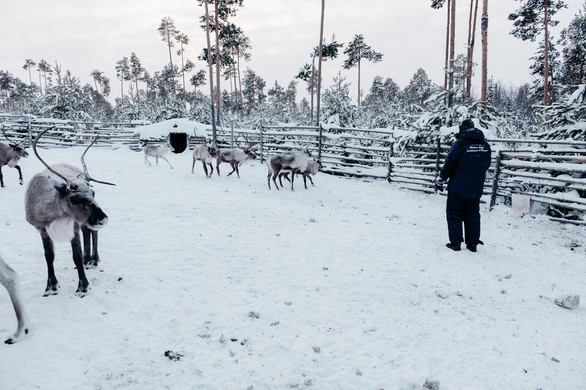 Onions-Yaun and Siberian palm trees - My, Travel across Russia, Tourism, Khanty, Travels, Reindeer, Deer, Camp, Longpost