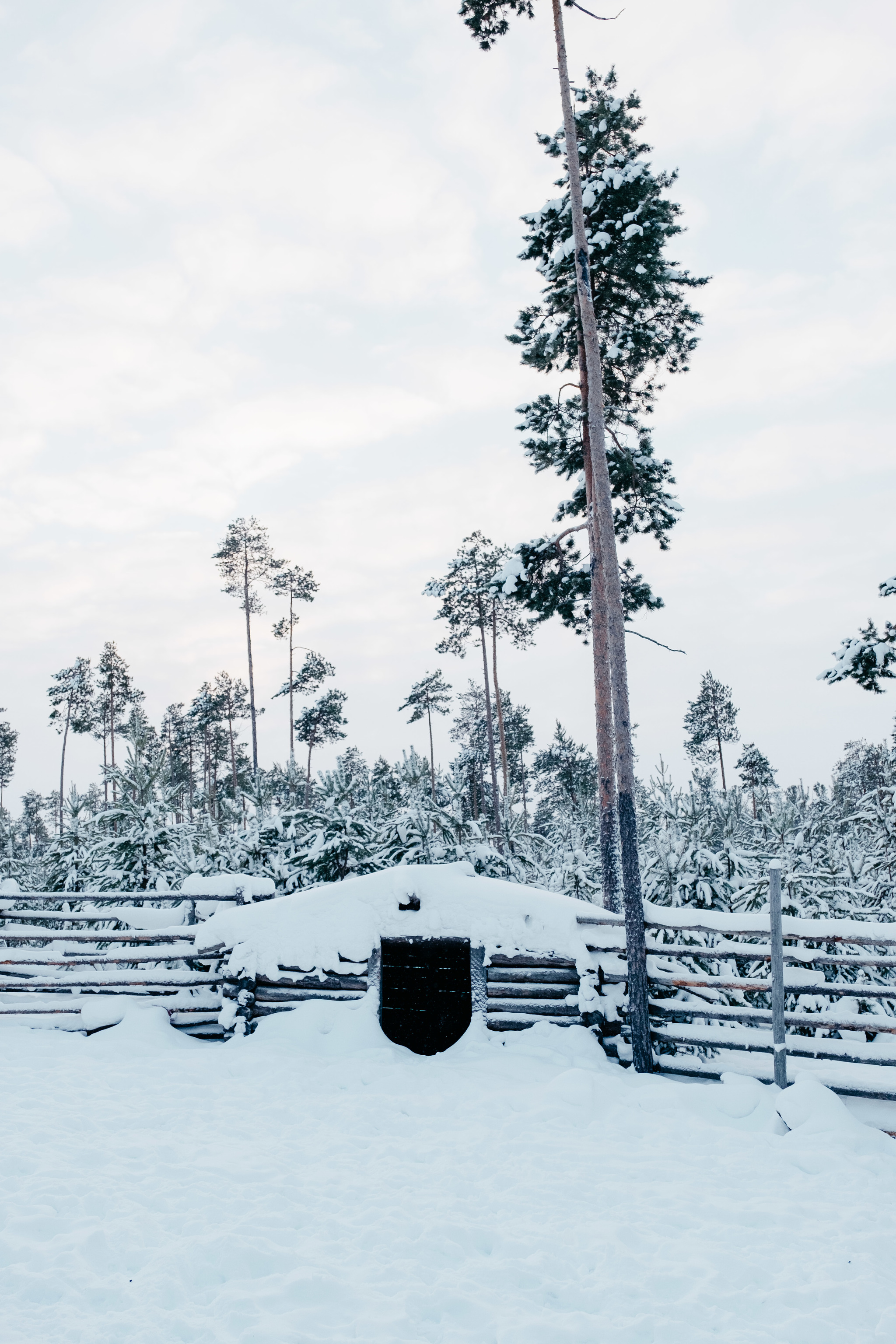 Onions-Yaun and Siberian palm trees - My, Travel across Russia, Tourism, Khanty, Travels, Reindeer, Deer, Camp, Longpost