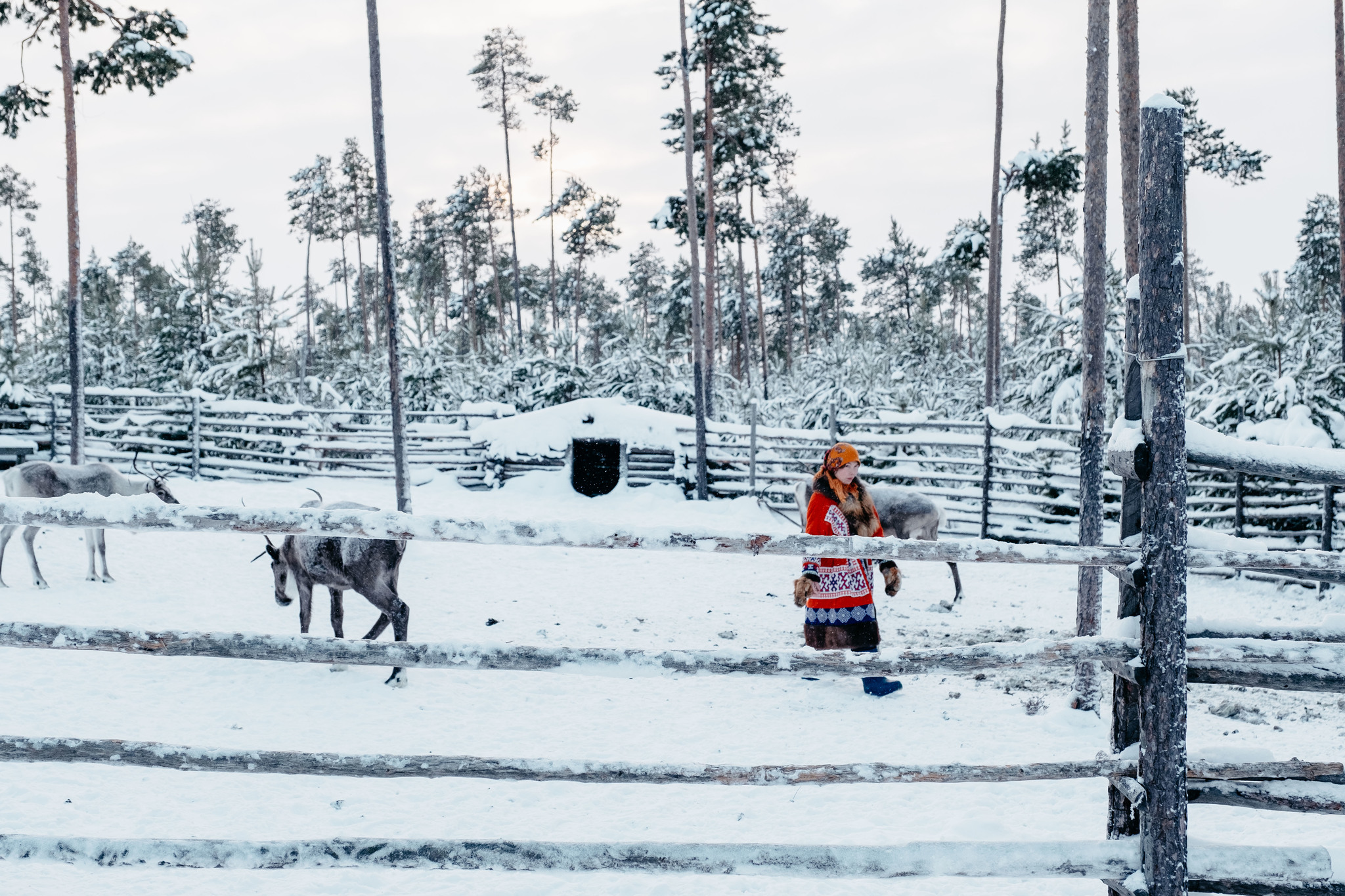 Onions-Yaun and Siberian palm trees - My, Travel across Russia, Tourism, Khanty, Travels, Reindeer, Deer, Camp, Longpost