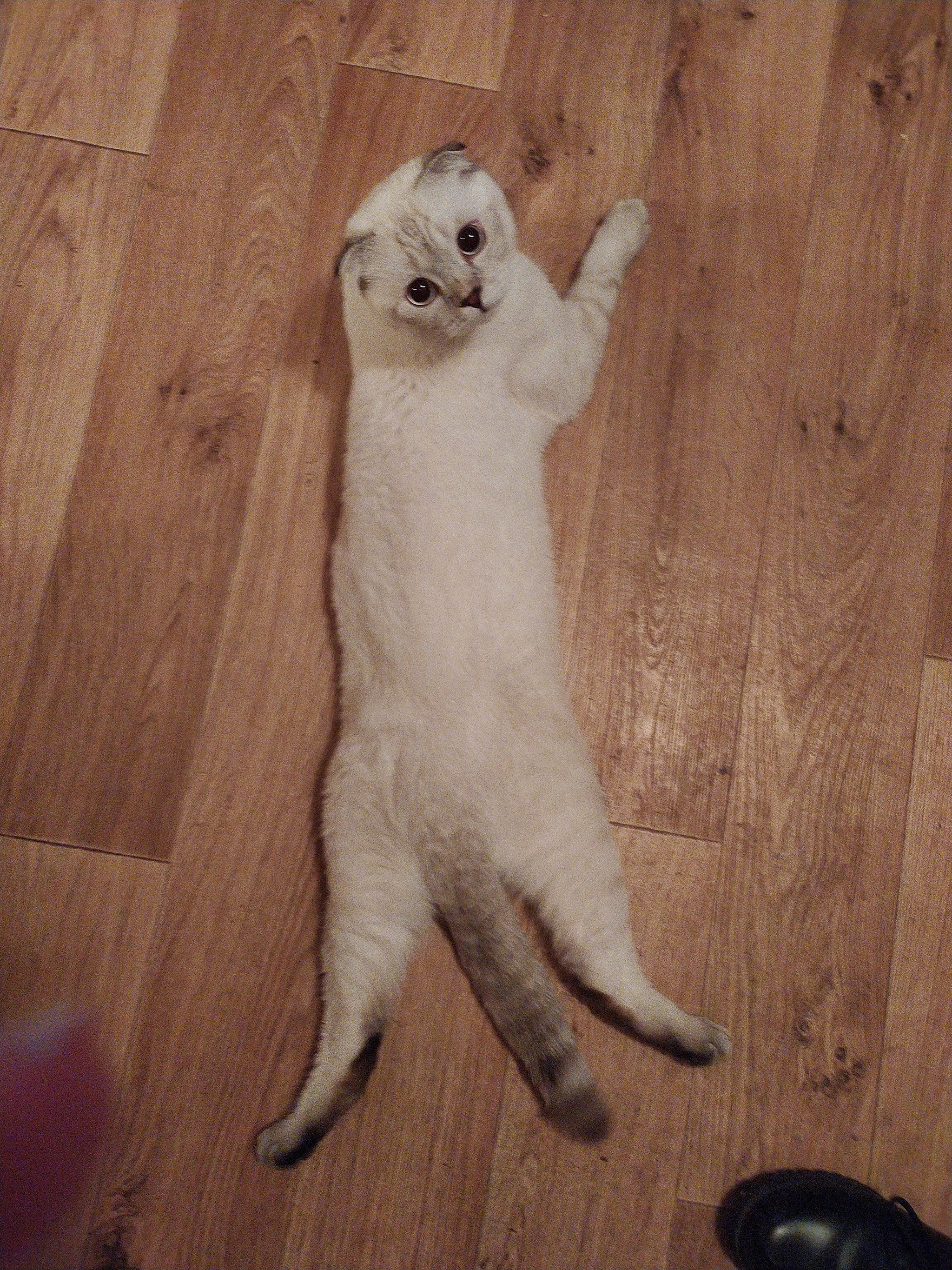 Yoga Geralt - My, cat, Pets, Longpost