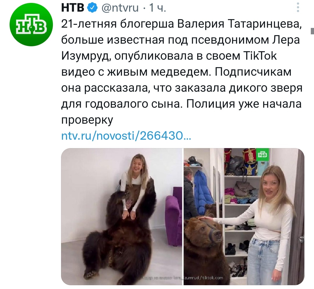 Dogs bite and bears bite - Twitter, news, NTV, The Bears, Animals, Bloggers