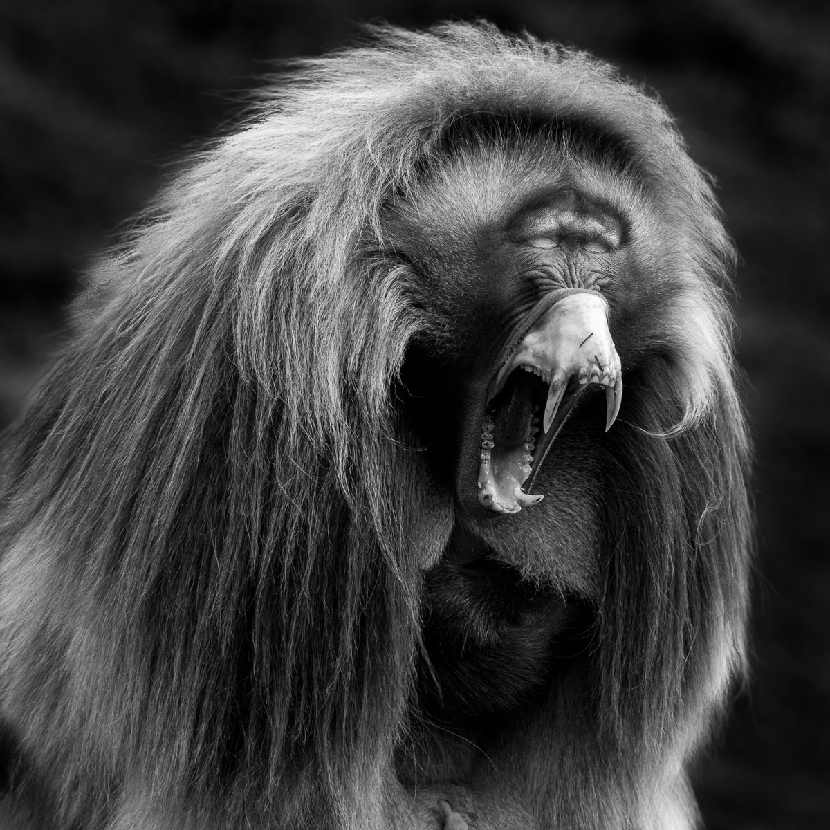 Jaws - Gelada, Primates, Wild animals, wildlife, National park, Africa, The photo, Black and white photo, Yawn, Jaw