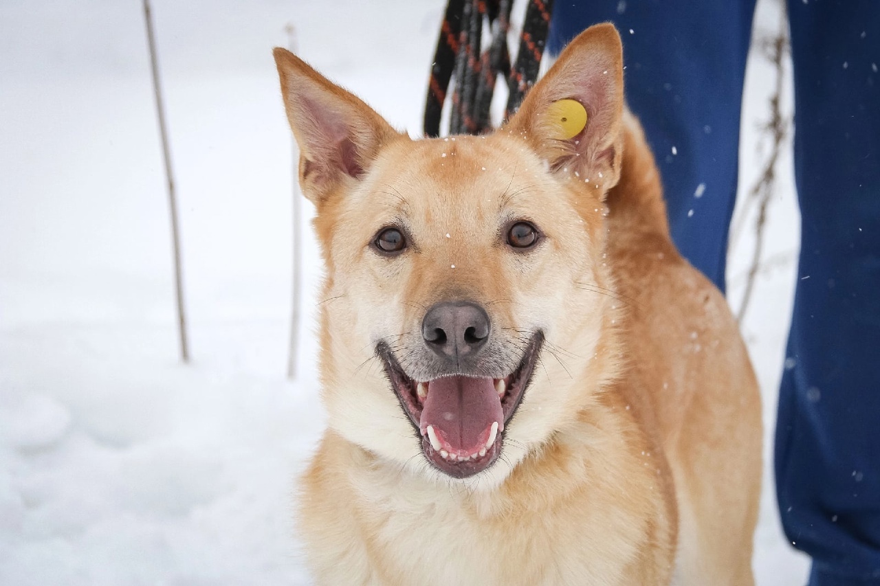 Ray - In good hands, Dog, No rating, Homeless animals, Animal shelter, Helping animals, Lost, Animal Rescue, Permian, Longpost