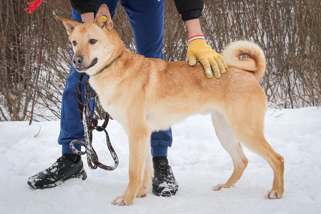 Ray - In good hands, Dog, No rating, Homeless animals, Animal shelter, Helping animals, Lost, Animal Rescue, Permian, Longpost