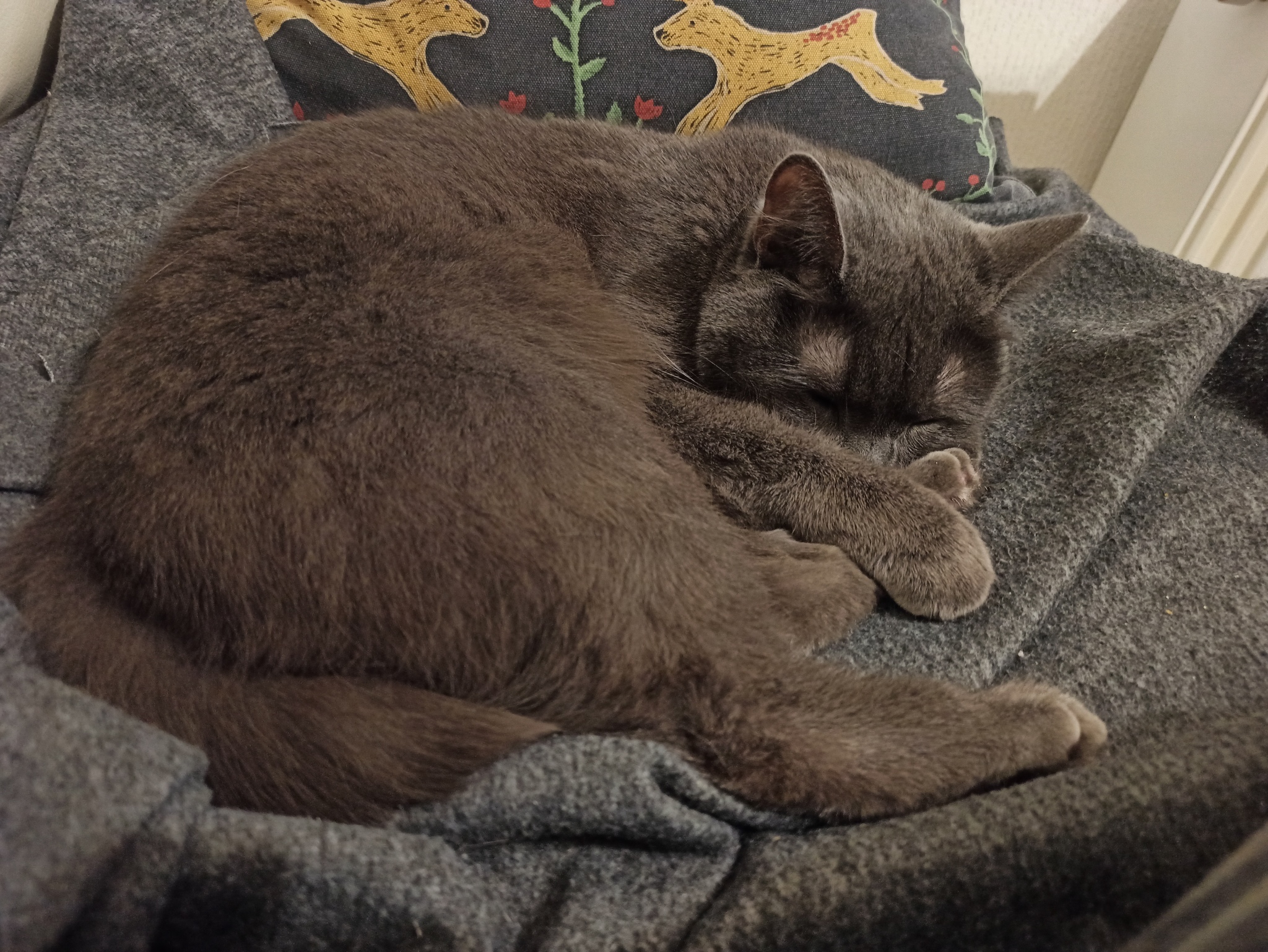 Frederica - My, cat, Mobile photography, Animals, Russian blue, Pets, Longpost