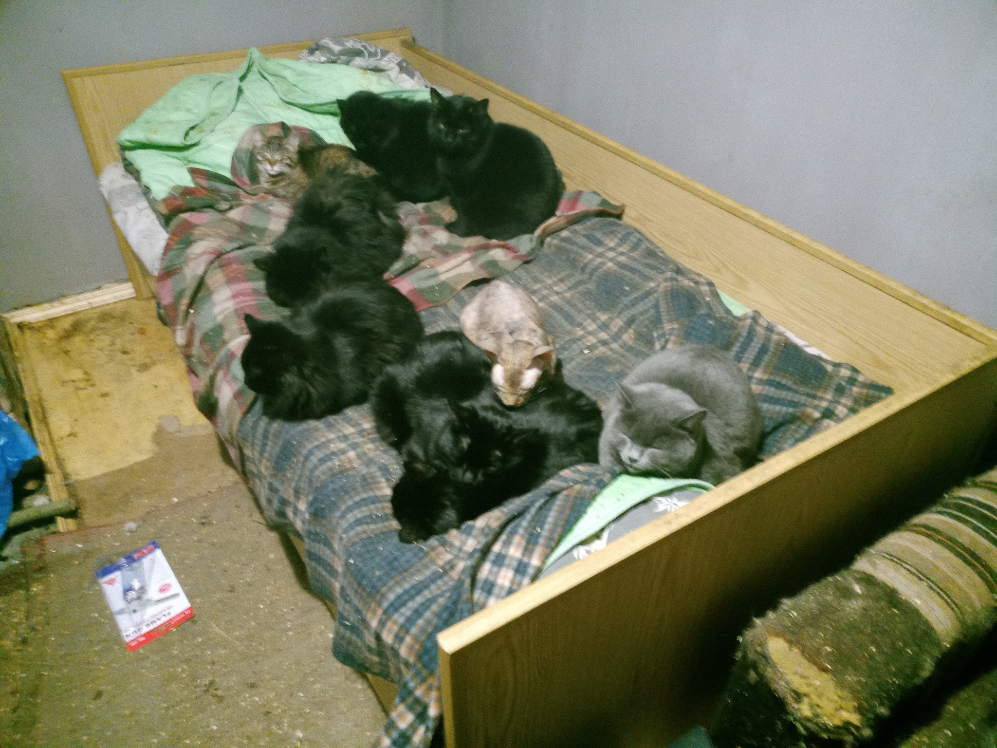 How I spontaneously visited a spontaneous cat shelter - My, Pets, cat, Animal shelter, Firewood, Bake, House, Longpost, Negative, Homeless animals, Helping animals, Video, In good hands, Kittens
