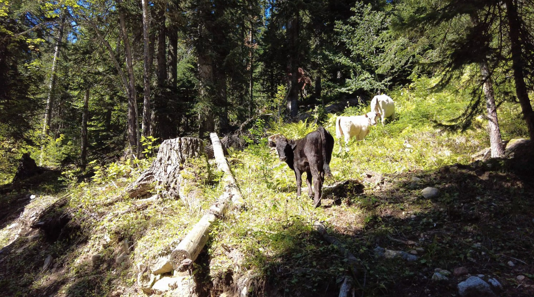 Arkhyz 2021: Taulu glade and route to the lakes of the Orlyonok gully - My, Travels, Caucasus, Nature, Russia, beauty of nature, Mountain tourism, Tourism, Lake, Waterfall, The nature of Russia, Travel across Russia, Arkhyz, Video, Longpost, Video blog