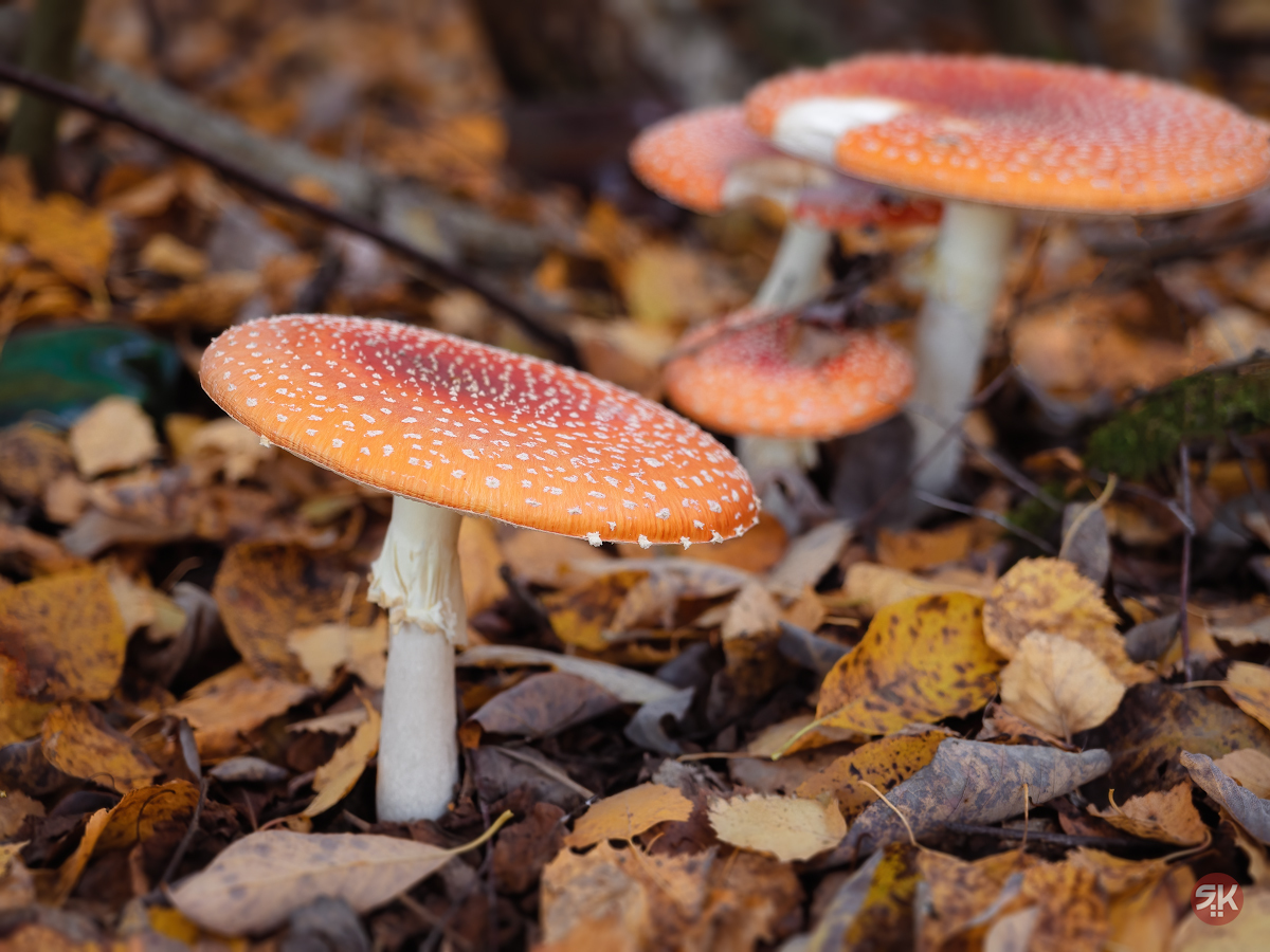 Fly agarics - My, The photo, Olympus, Mushrooms, Autumn, Foliage, Grass, Flora, Fly agaric