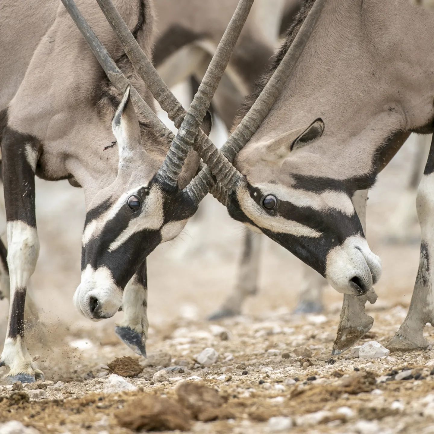 Oryx - Oryx, Antelope, Artiodactyls, Wild animals, wildlife, Namibia, South Africa, The photo, Longpost