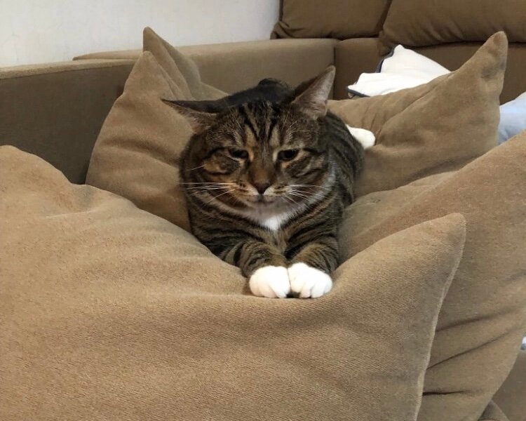 He squeezed into a lump and huddled in the corner of the couch. - My, Murkosh shelter, Animal shelter, cat, In good hands, Help, Moscow, No rating, Longpost