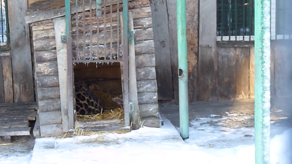 In the Bolsherechensky Zoo showed the leopard Diamond - Leopard, Far Eastern leopard, Bolsherechensky Zoo, Omsk region, Big cats, Cat family, Predatory animals, Animals, Longpost