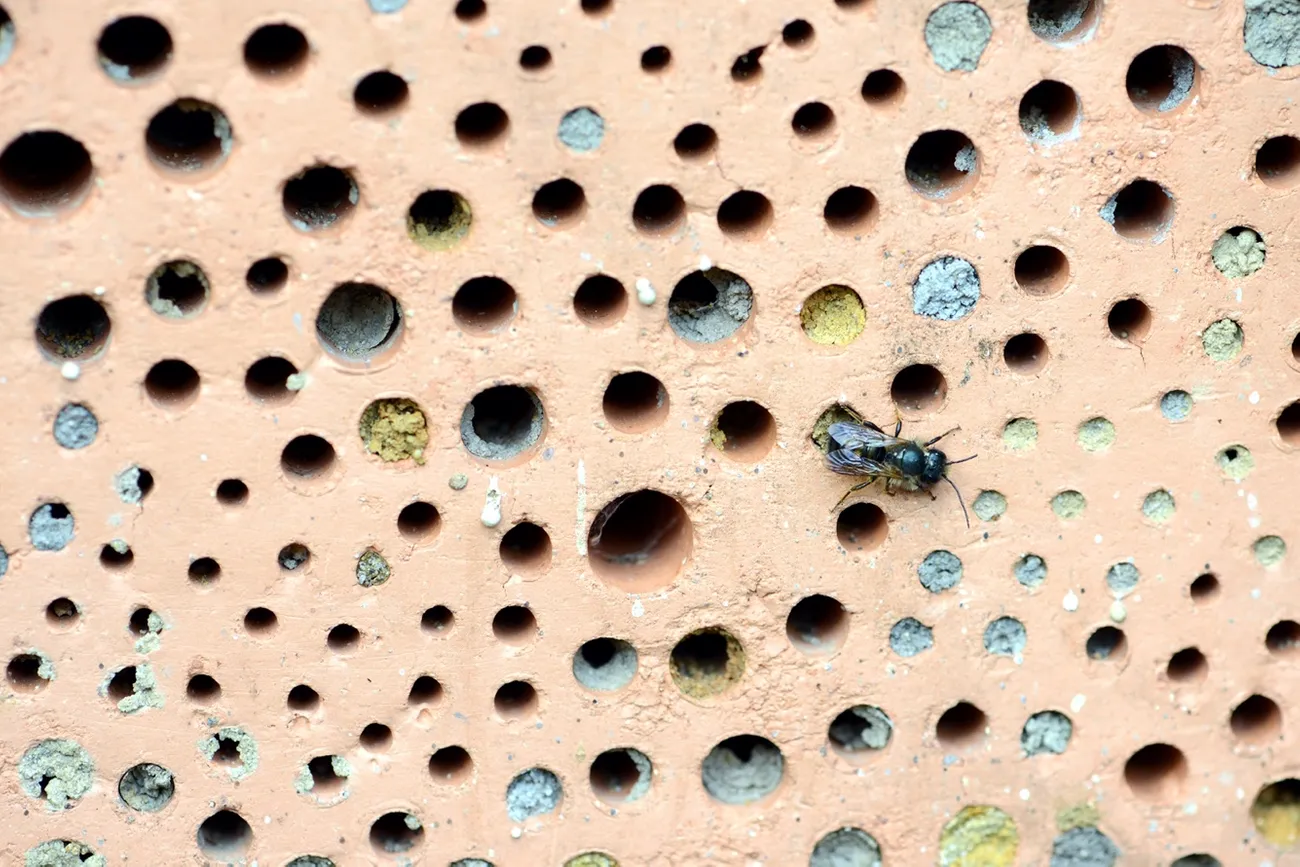 Houses for bees in the construction of new houses in England - Bees, Nature, Kindness, England