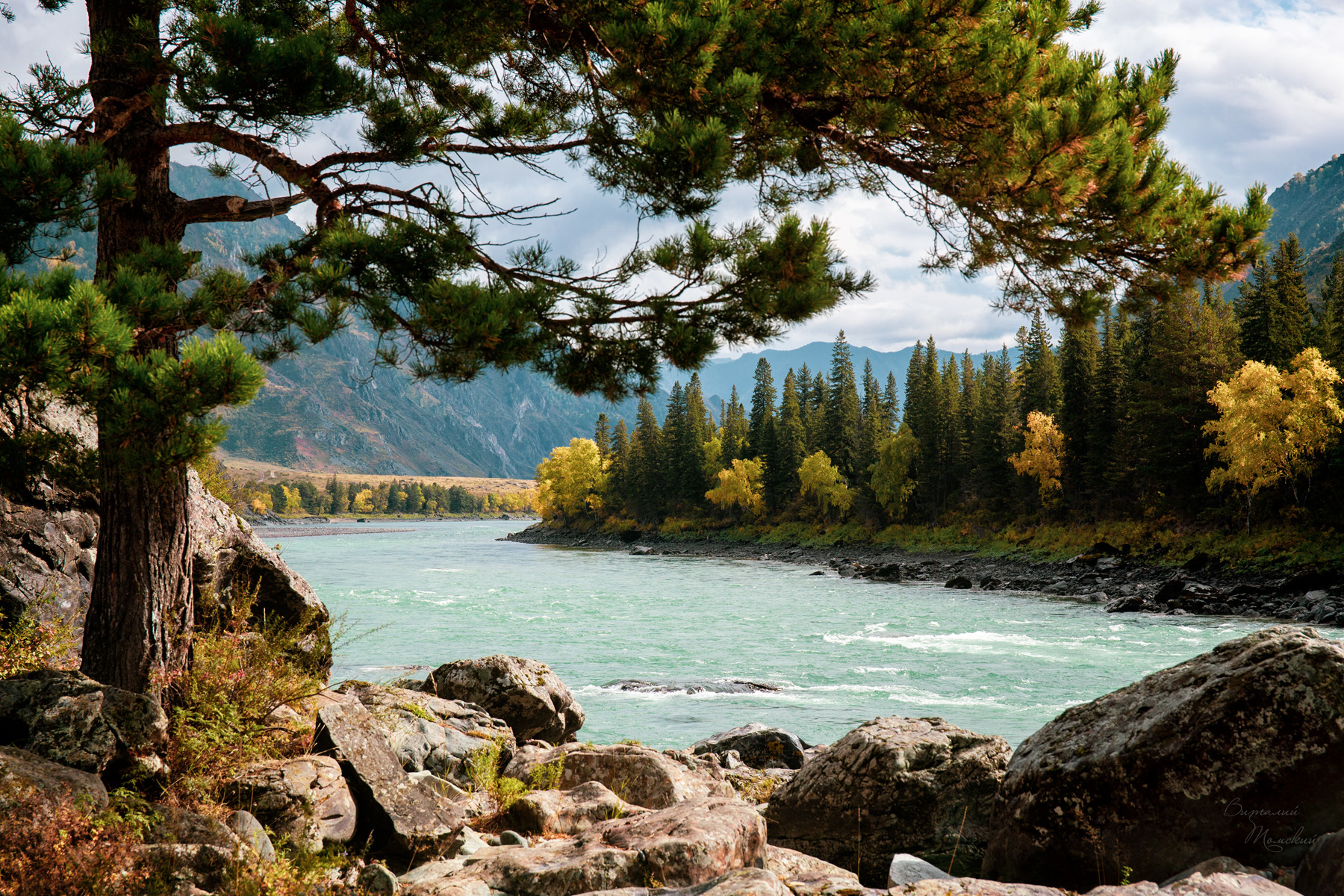 On Katun beyond Chemal - My, The photo, Canon, Altai Republic, Chemal, Katun, Pine, River, The mountains