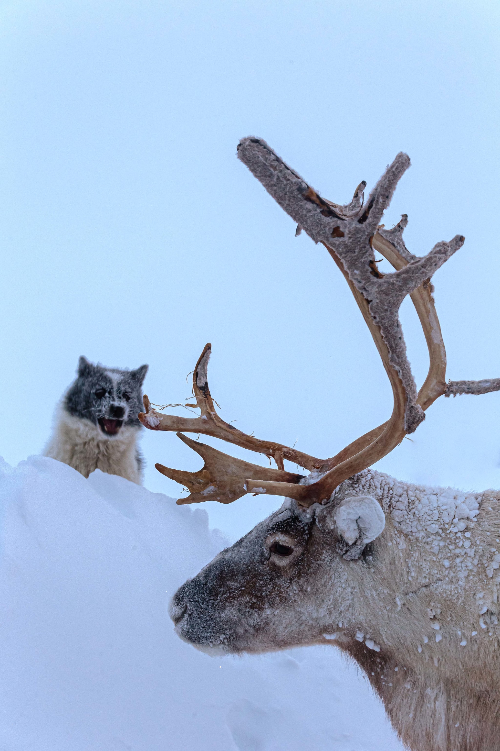 Got! Not a single deer has ever left me! - My, Deer, Dog, Arctic, Yamal, Sabetta, The photo, Winter