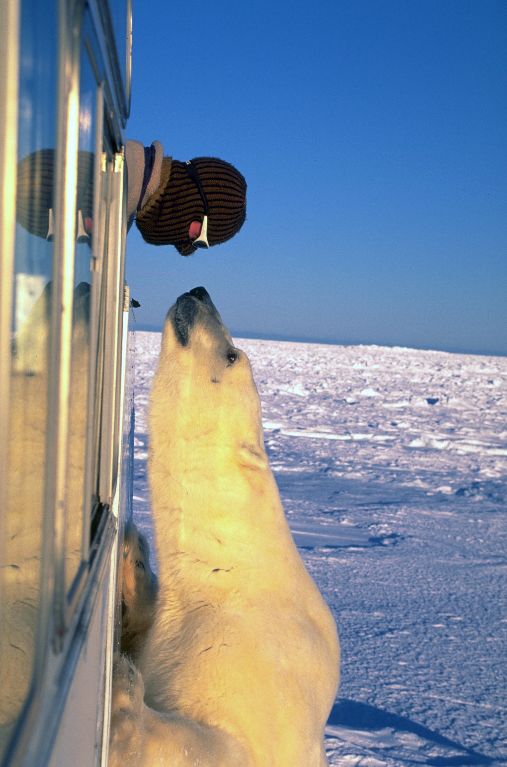 Umka has grown - Polar bear, Communication