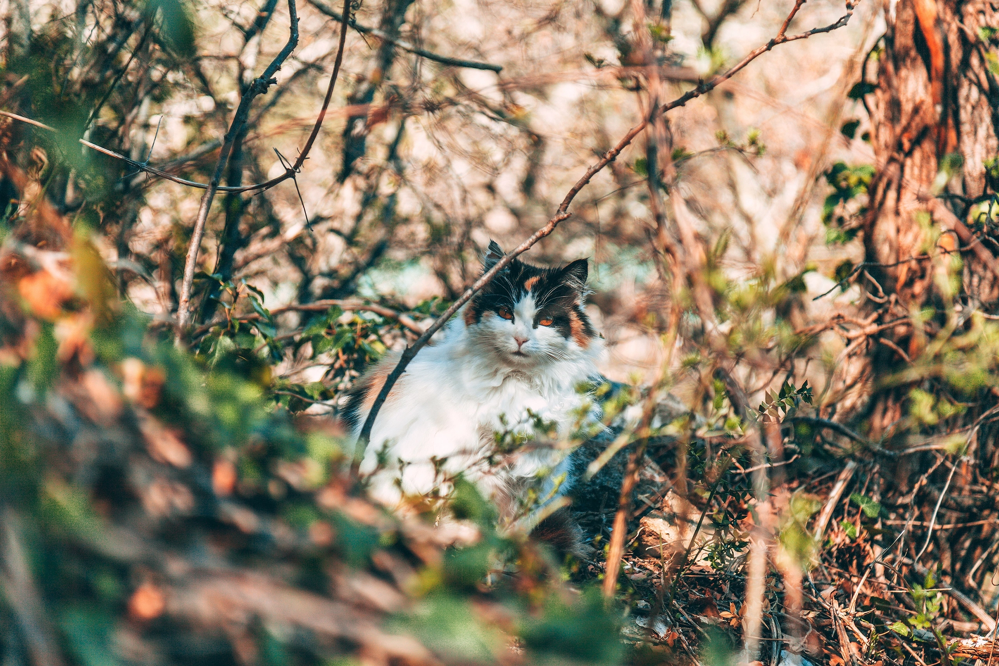 Crimean street cats - My, Street photography, cat, The photo, Crimea, Longpost