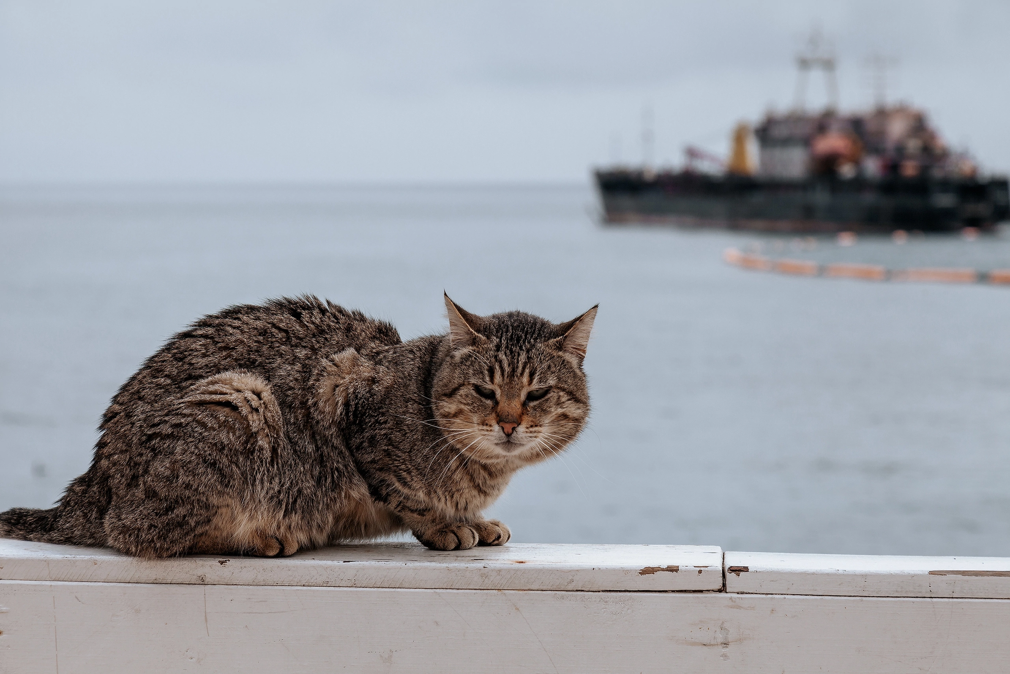 Crimean street cats - My, Street photography, cat, The photo, Crimea, Longpost